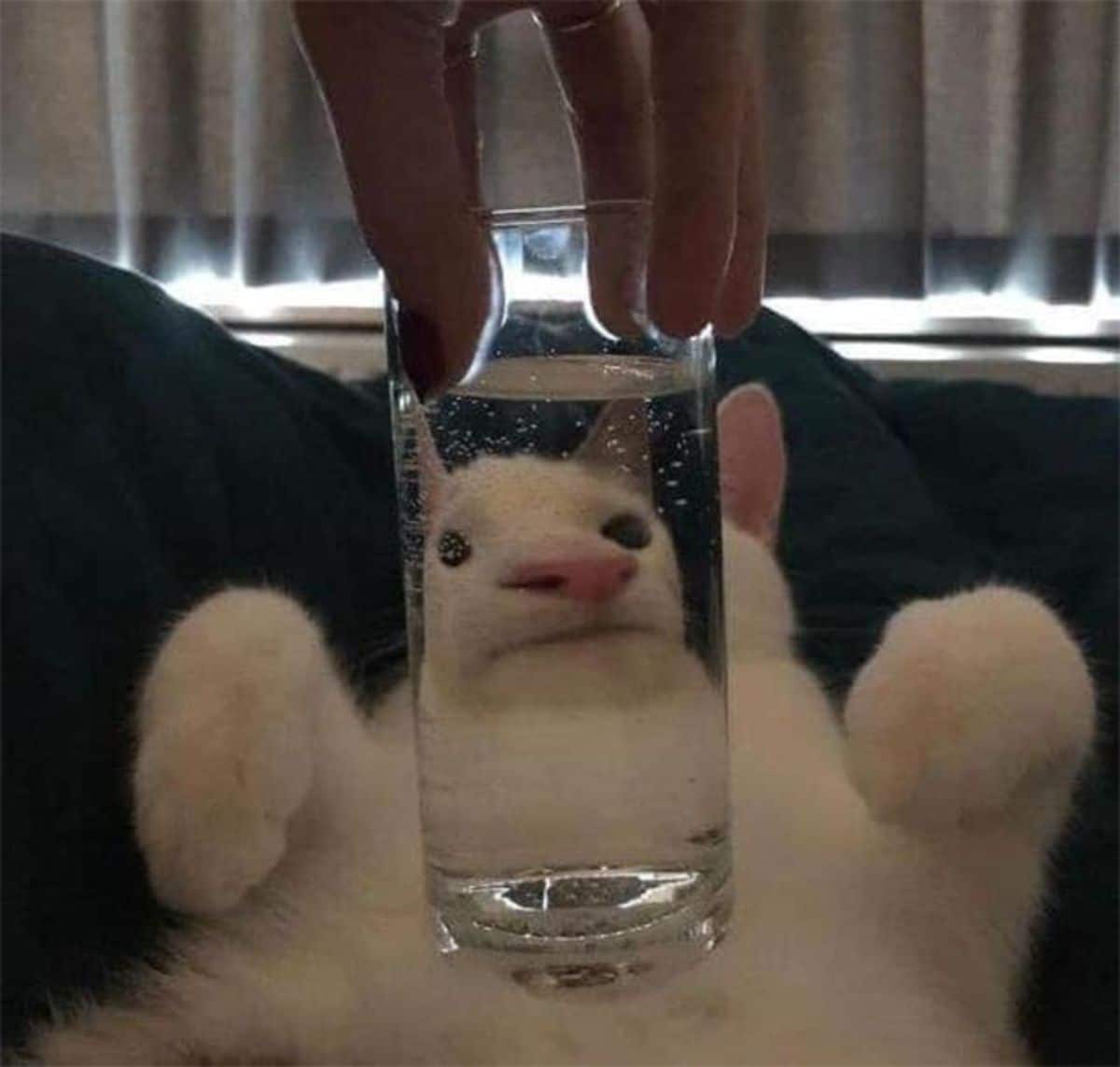 white cat laying belly up with a glass of water in front of its face