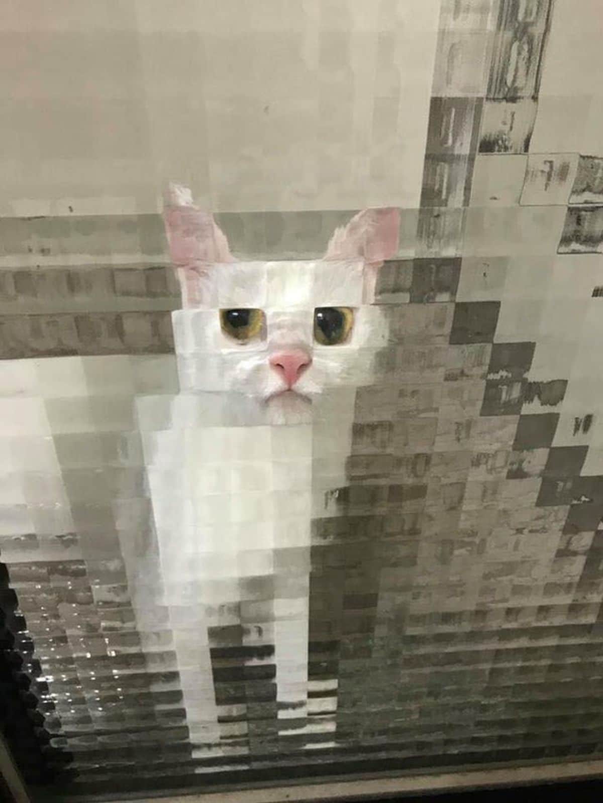 white cat seen through glass door