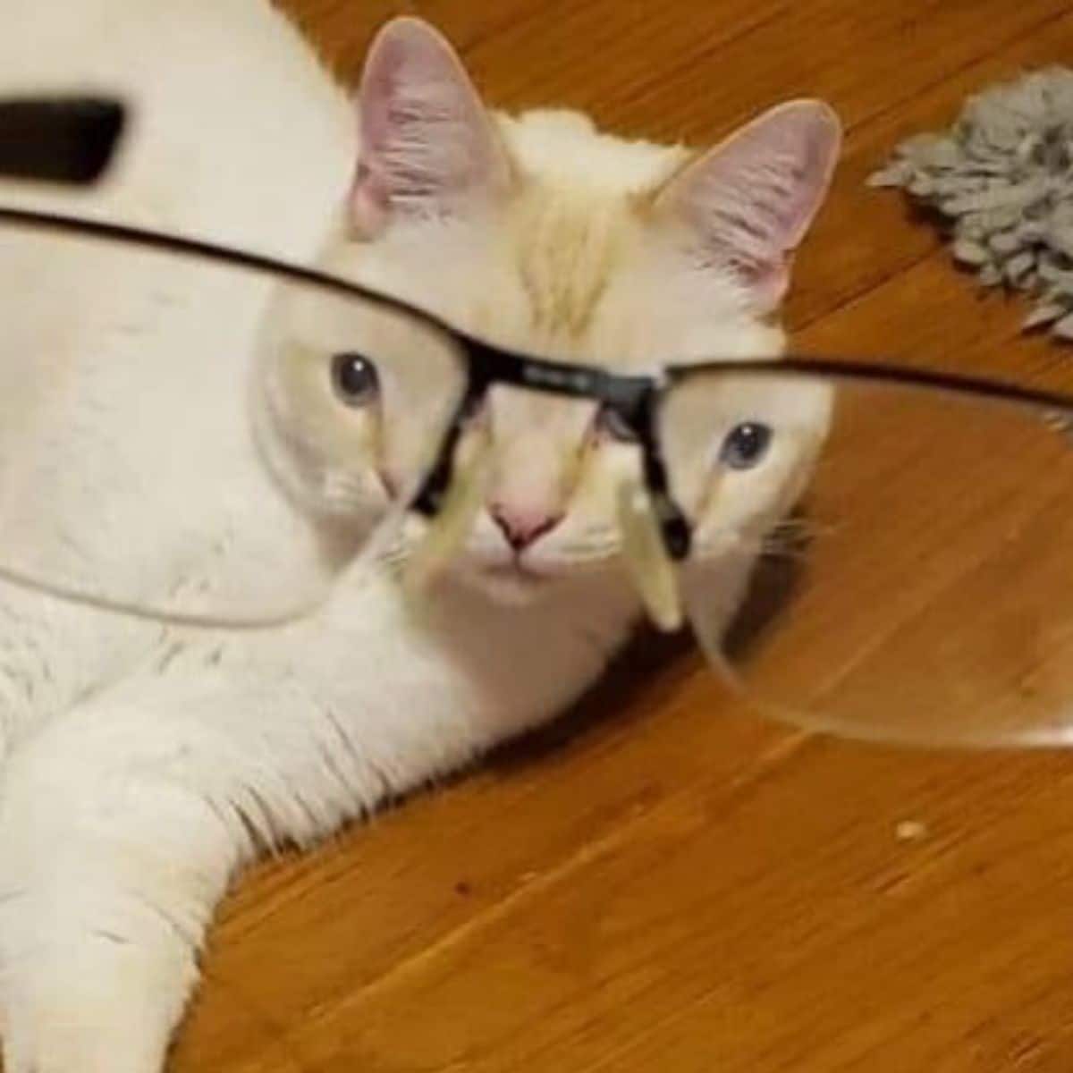 white cat seen through spectacles