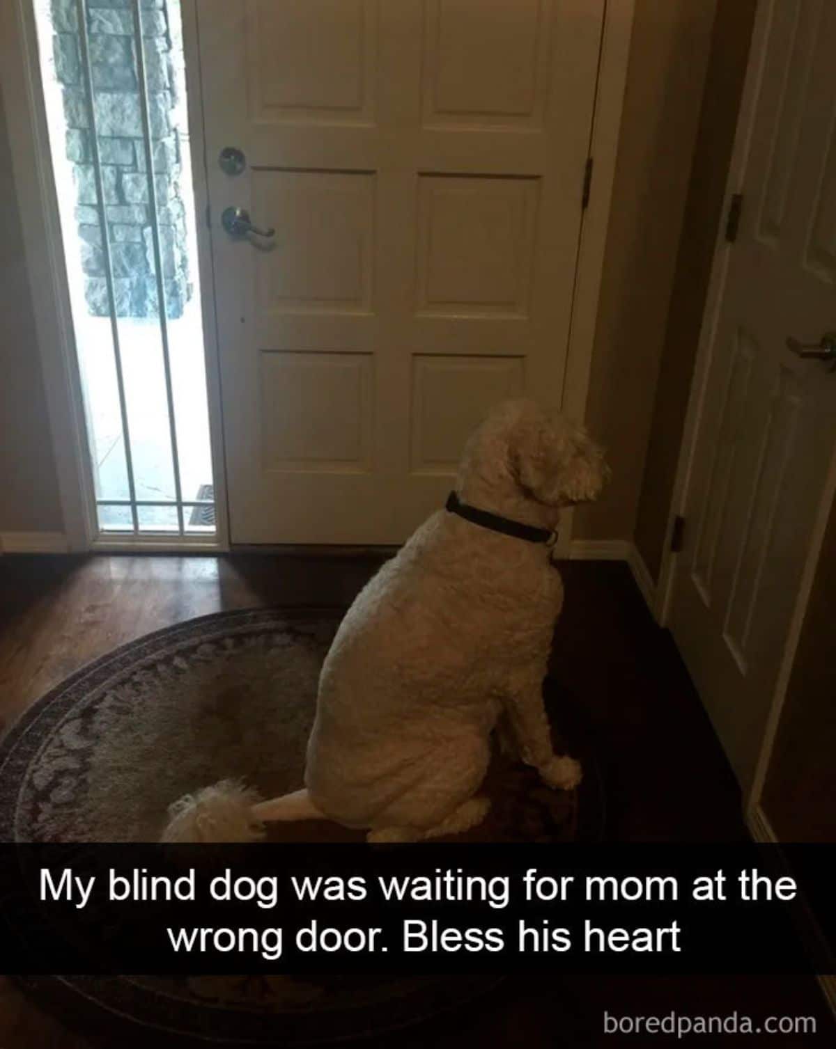 white dog sitting facing a door next to the front door with a caption saying my blind dog was waiting for mom at the wrong door. bless his heart