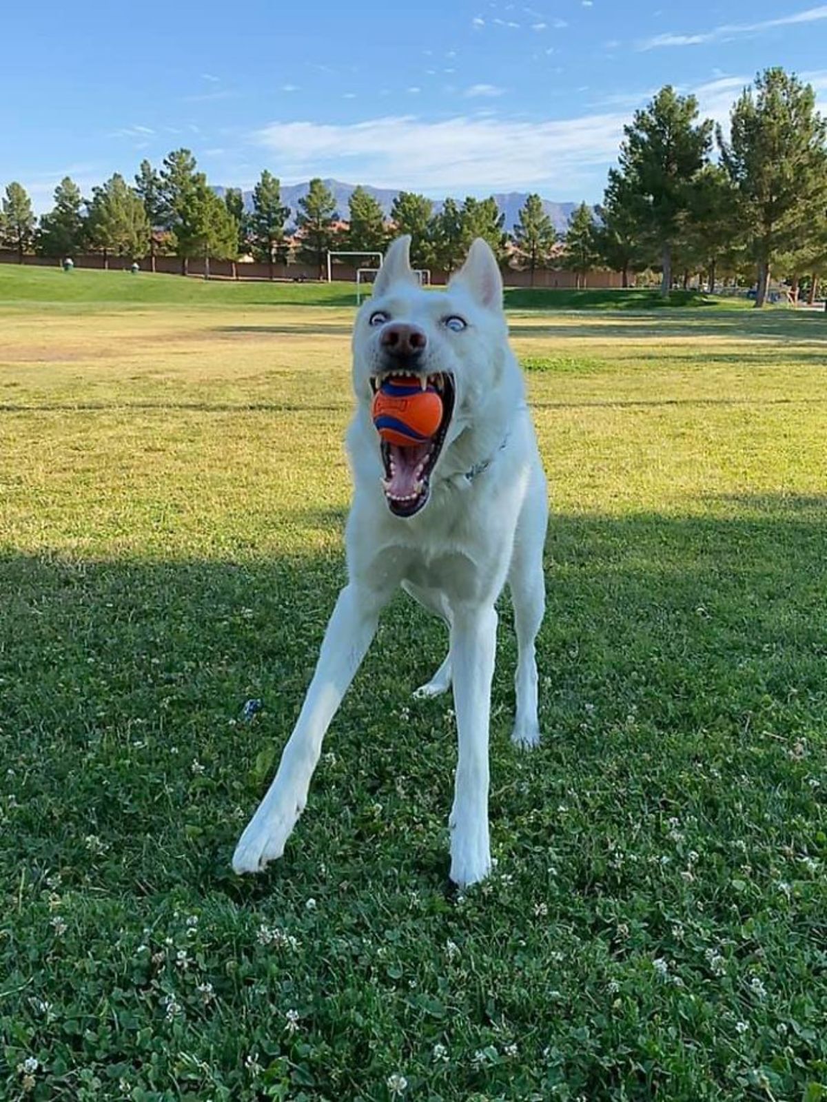 white dog standing on grass with mouth wide open with an orange ball with blue stripes inside the mouth