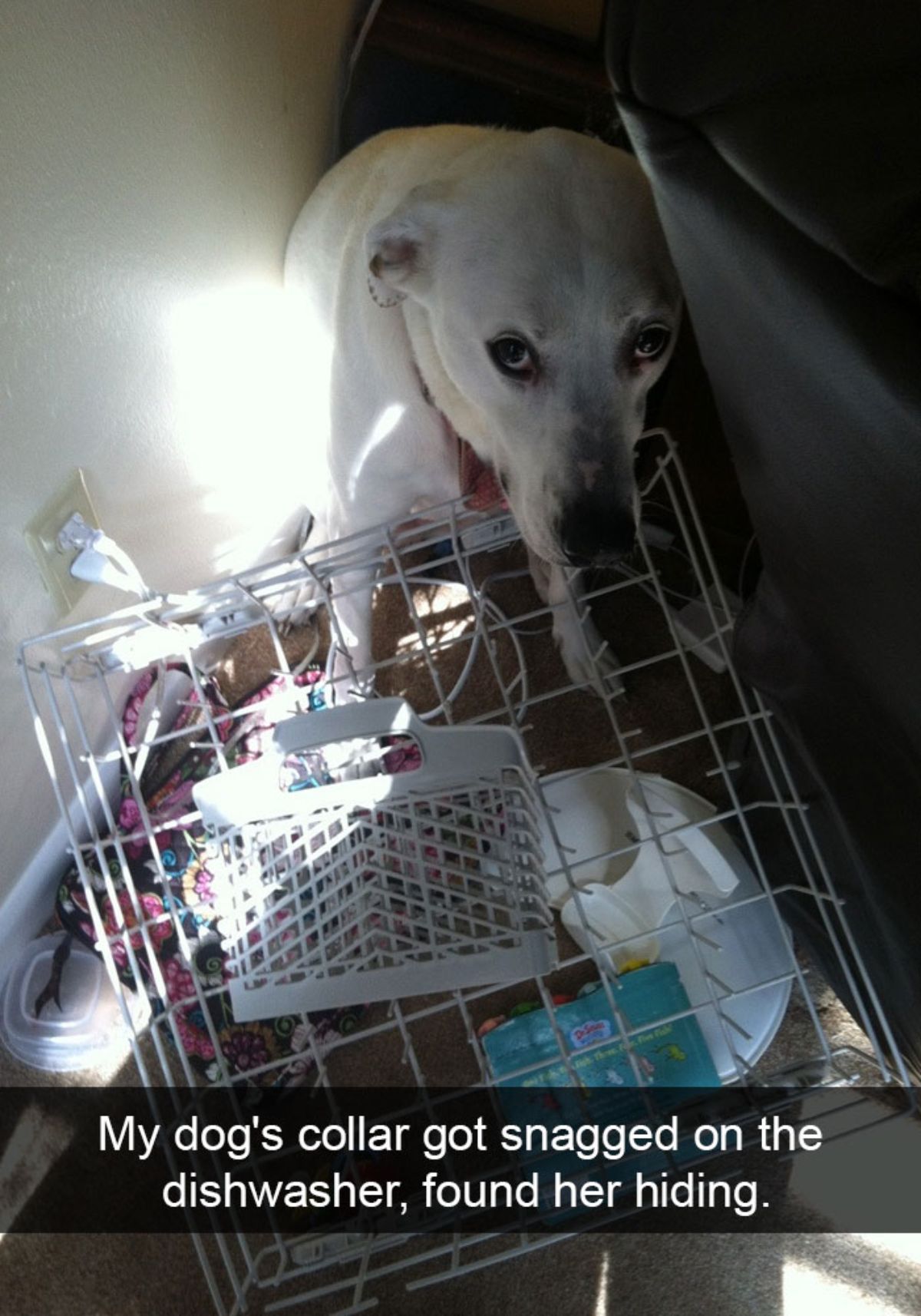 white dog with a dishwasher rack full of dishes stuck on the collar with a caption saying my dog's collar got snagged on the dishwasher, found her hiding