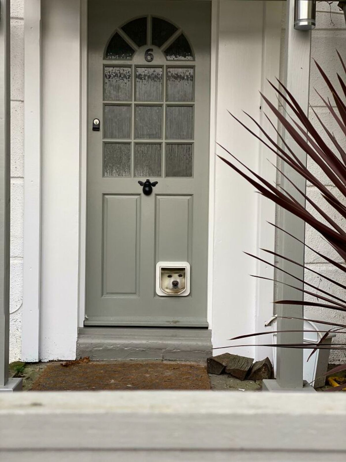 white dog's face looking through a cat door on a grey front door