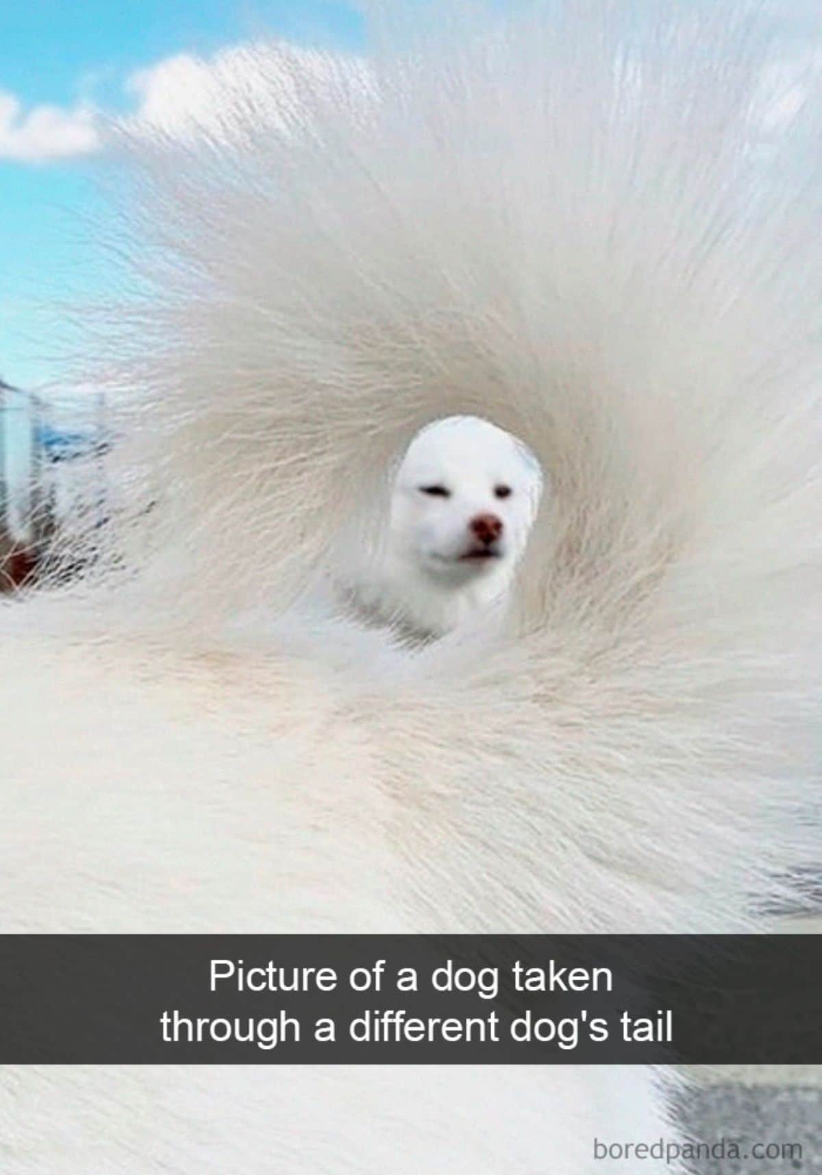 white dog's face seen through the hole made by another dog's fluffy tail curling with a caption saying picture of a dog taken through a different dog's tail