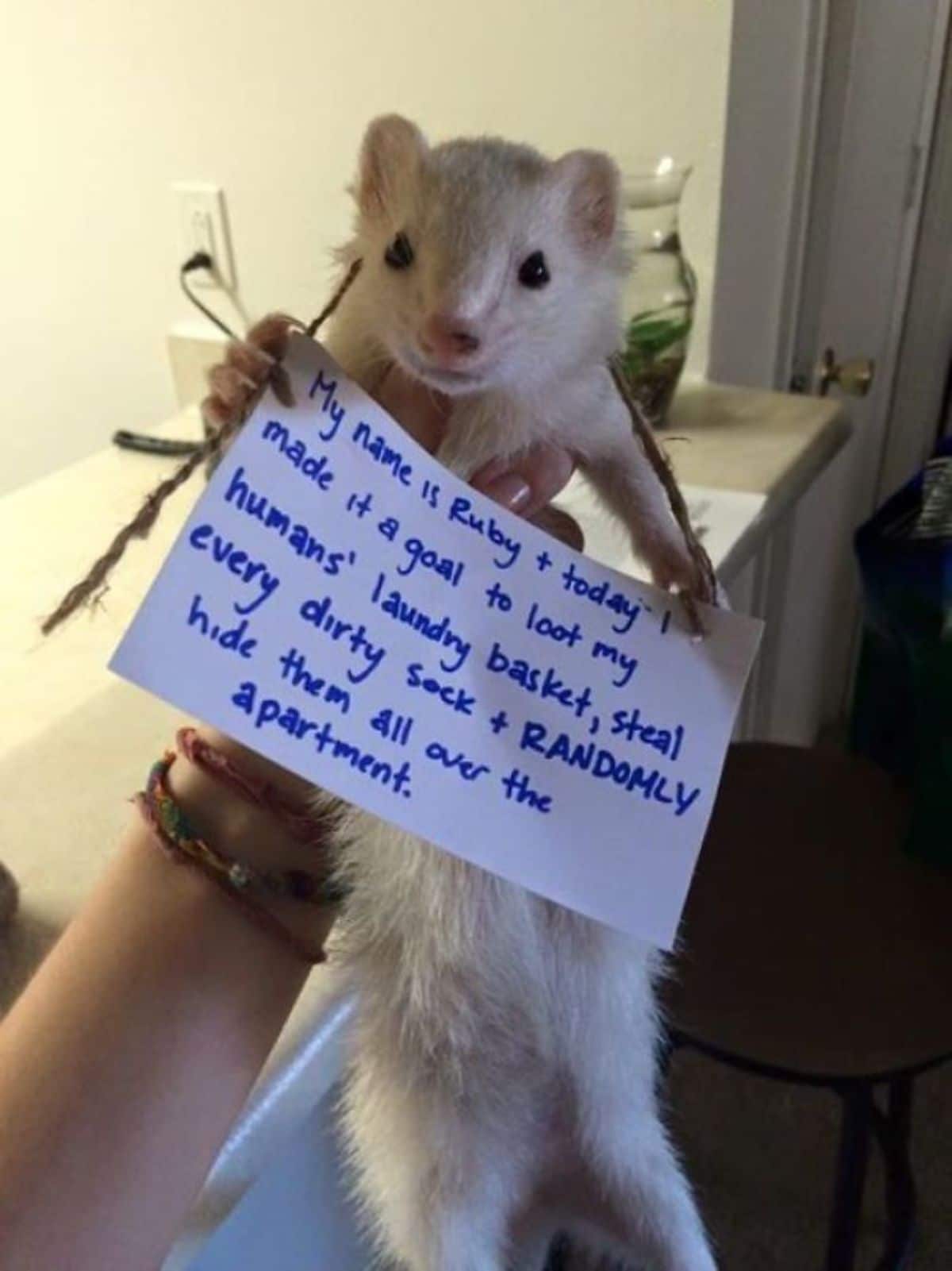 white ferret being held up by someone with a note around its neck saying the ferret stole all the socks from the laundry and hid them around the apartment