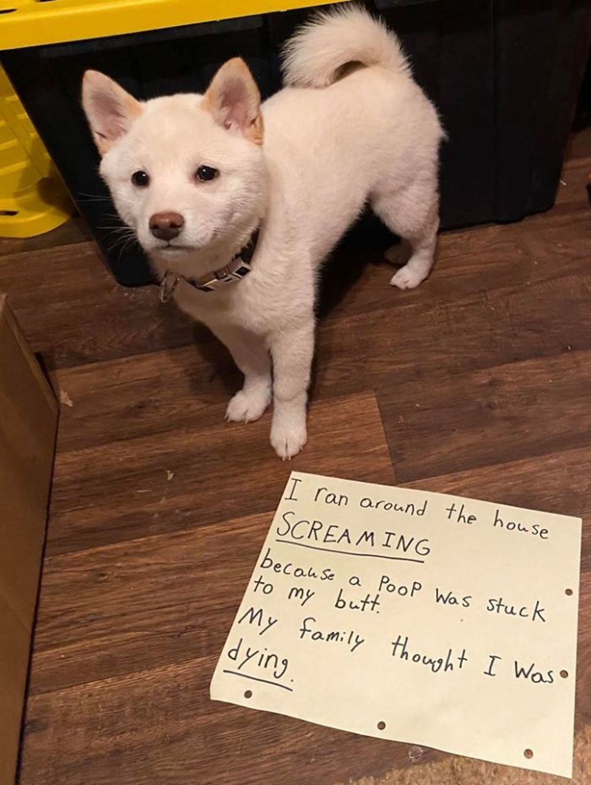 white malamute puppy standing on the floor looking up with a note saying that the puppy had poop stuck on the butt, panicked and ran around screaming and the family thought he was dying
