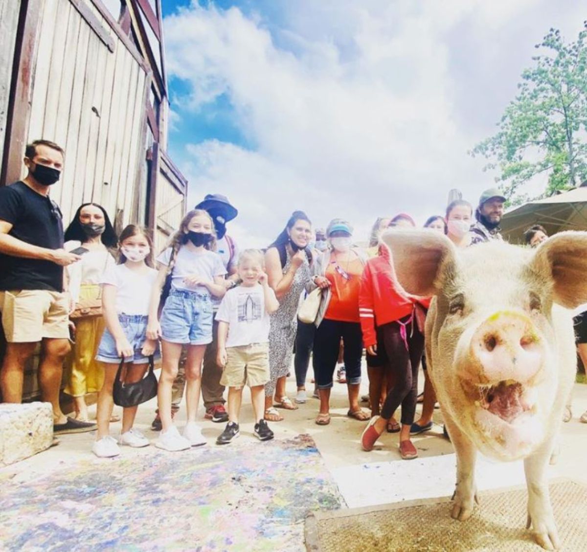 white pig standing in front of a group of adults and children