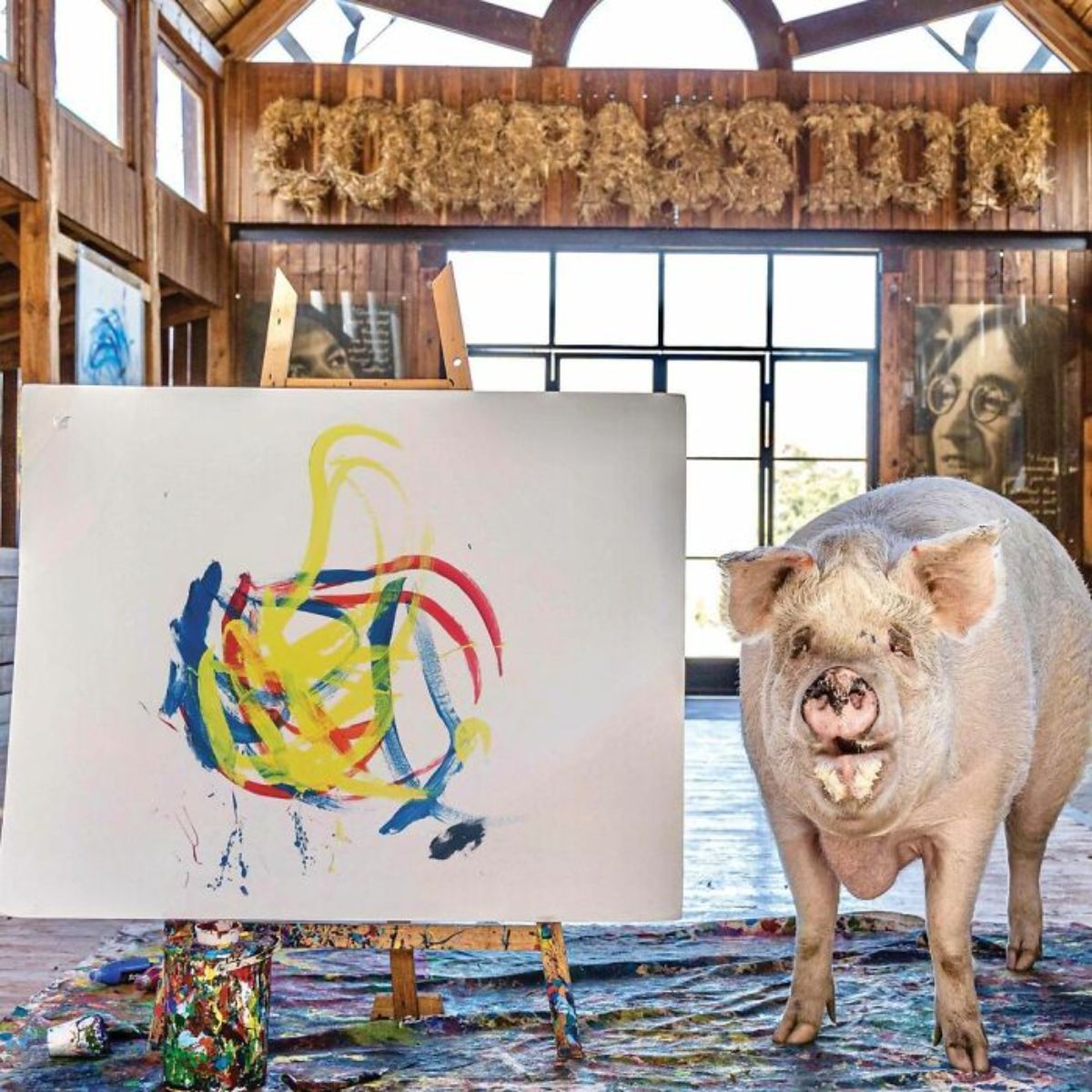 white pig standing on a paint-splattered material next to a white canvas with blue yellow and red paint inside a wooden room