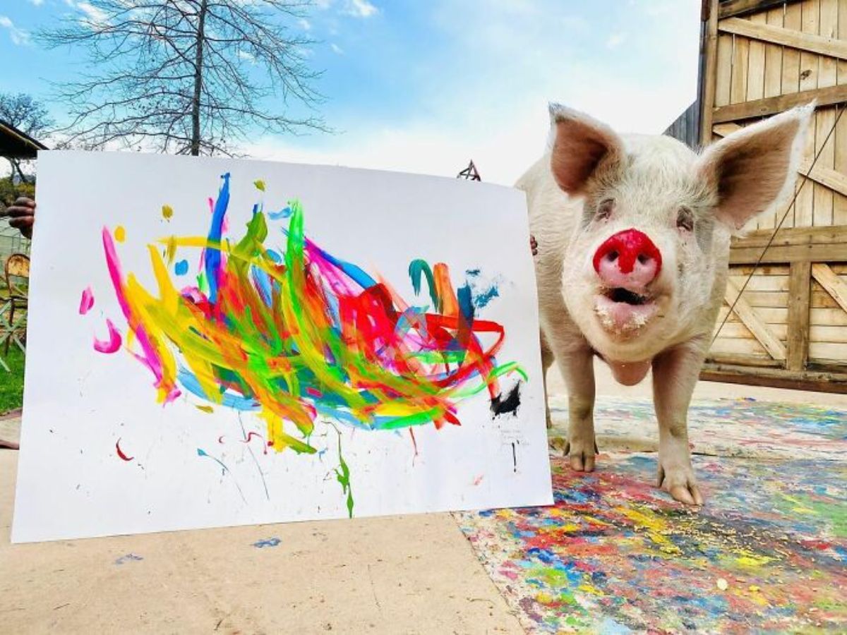 white pig with red paint on the nose standing next to a white canvas painted in colourful shades