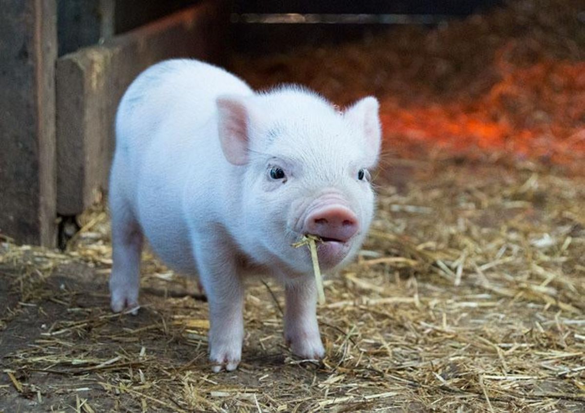 white piglet standing on hay and eating hay
