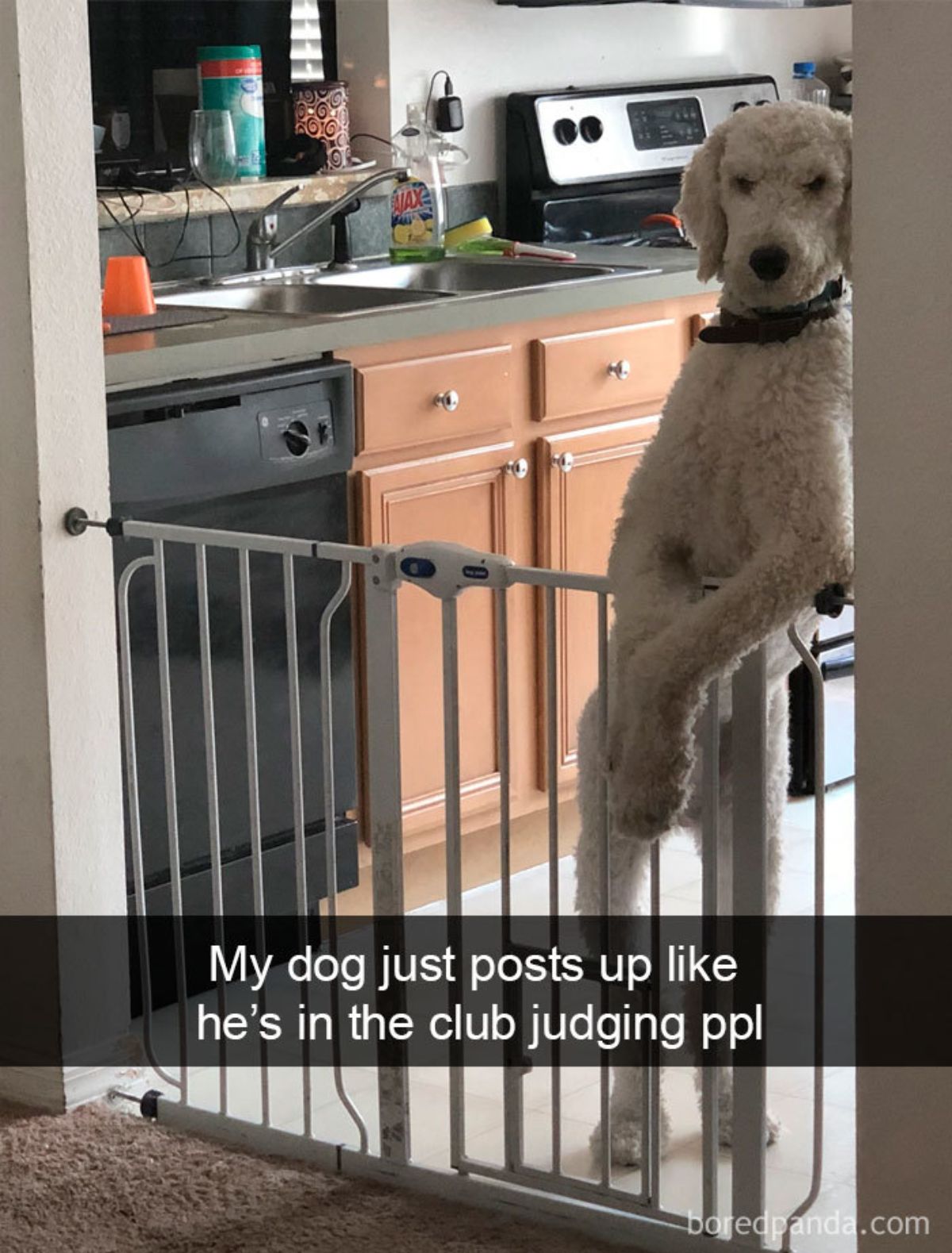white poodle standing at a baby gate with one front leg resting over it with a caption saying my dog just posts up like he's in the club judging ppl
