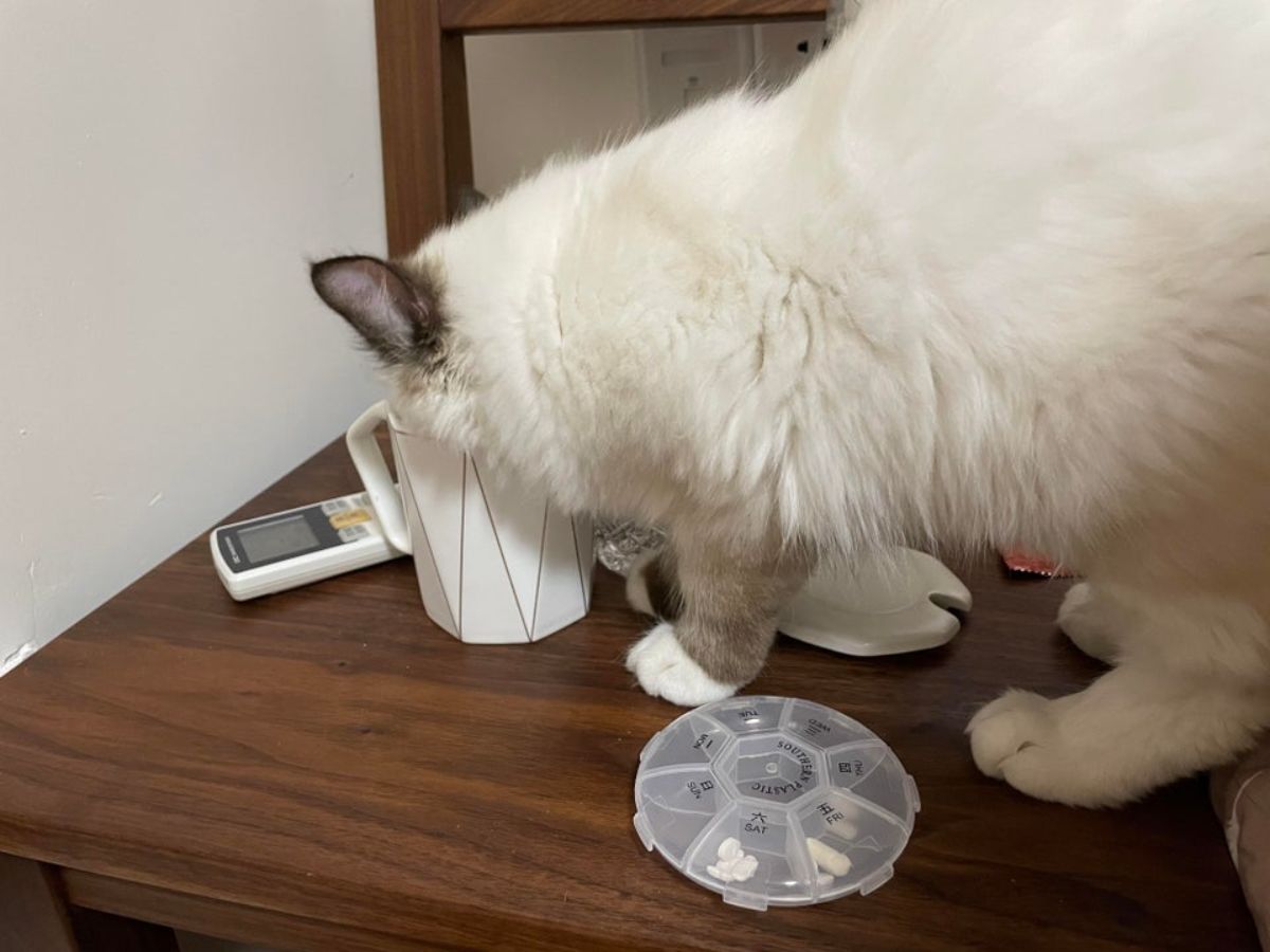 white siamese cat standing on a wooden table and drinking out of a white mug