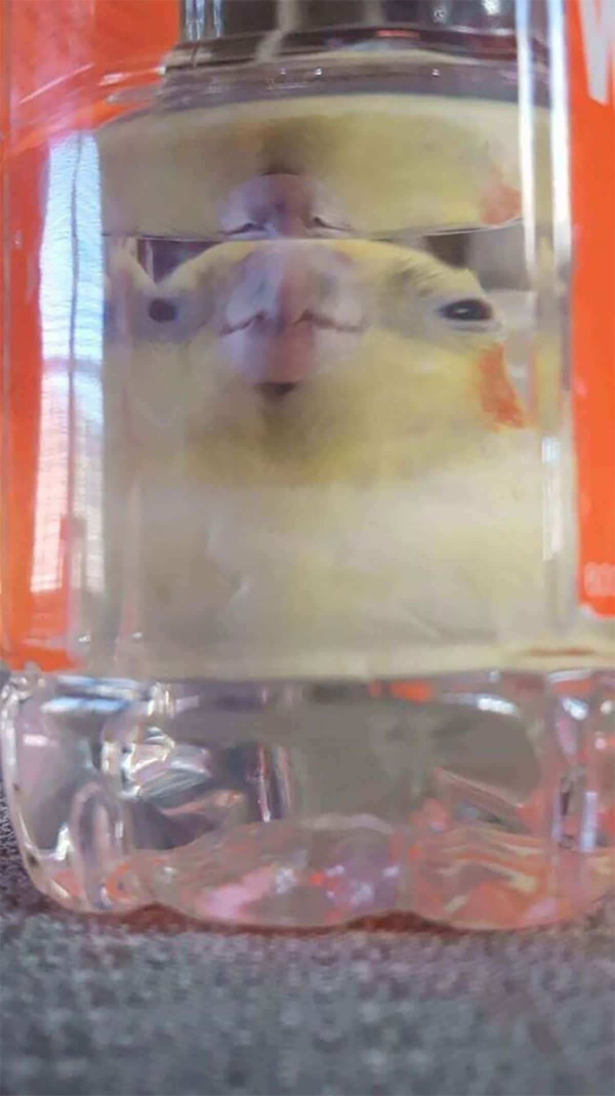 yellow bird seen through a glass of water