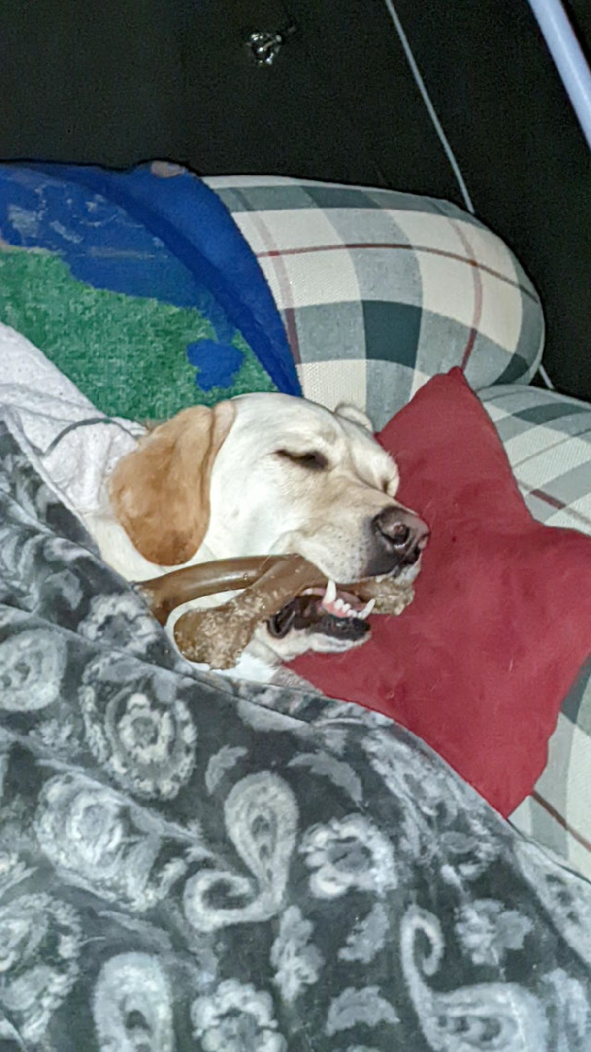 yellow labrador on a bed under blankets sleeping with 2 brown bones in its mouth
