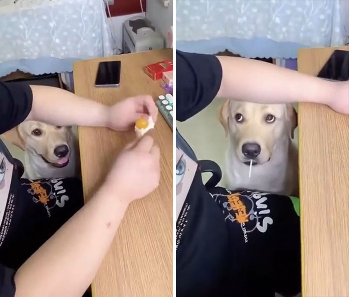 yellow labrador retriever at a table with someone opening up a yellow lollipop in the first photo and the dog has the lollipop in the mouth in the second photo