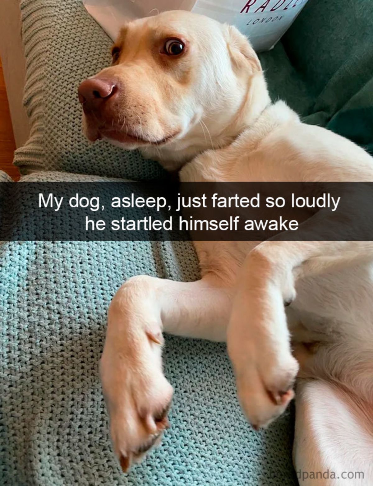 yellow labrador retriever laying on a blue blanket looking startled with a caption saying my dog, asleep, just farted so loudly he startled himself awake