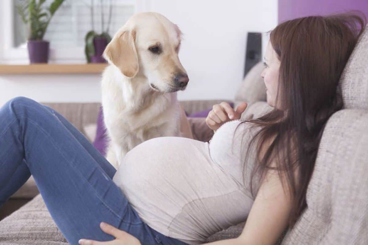 yellow labrador retriever sitting on a brown sofa next to a pregnant woman