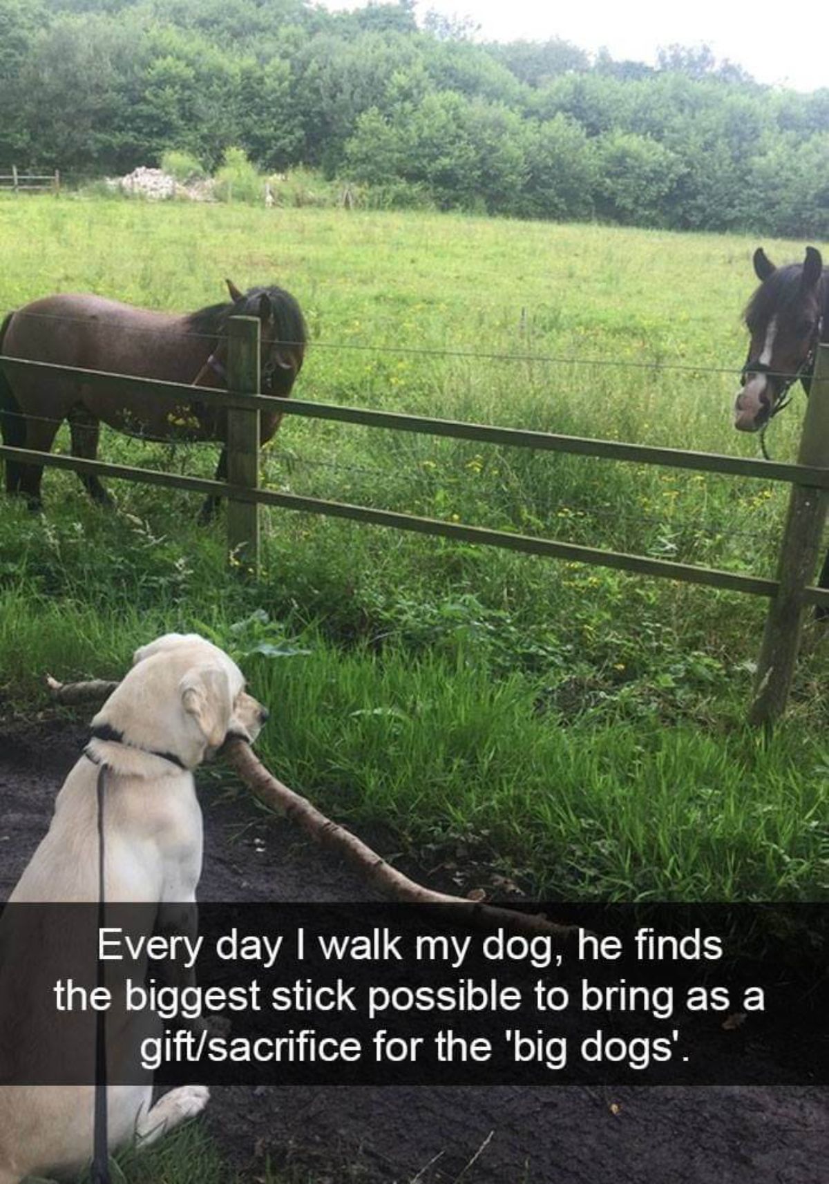 yellow labrador sitting holding a large branch in front of 2 brown horses in a field behind a wooden fence with a caption saying ever day i walk my dog, he dings the biggest stick possible to bring as a gift/sacrifice for the 'big dogs'