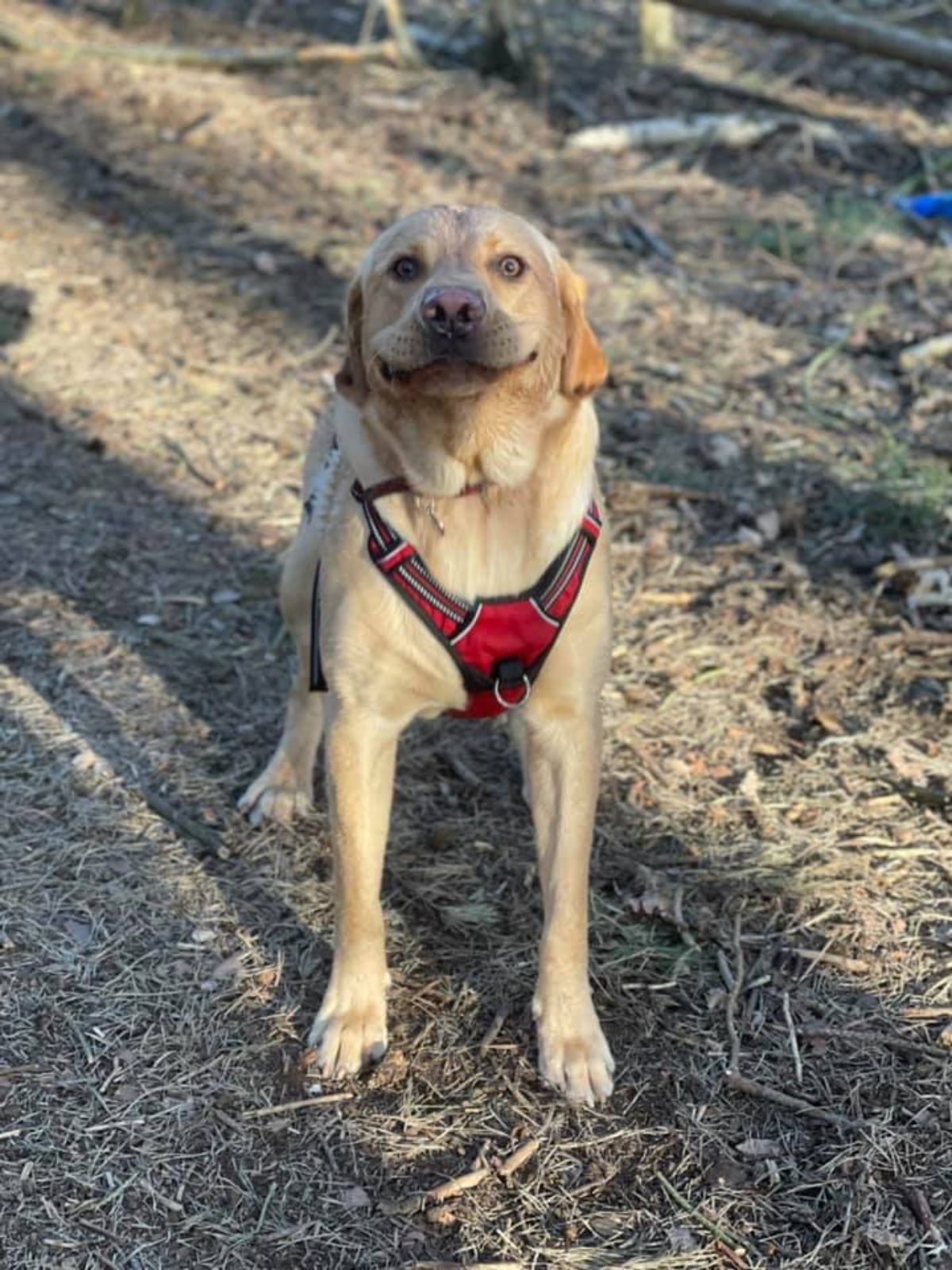 yellow labrador wearing a red and black harness looking like it is smiling