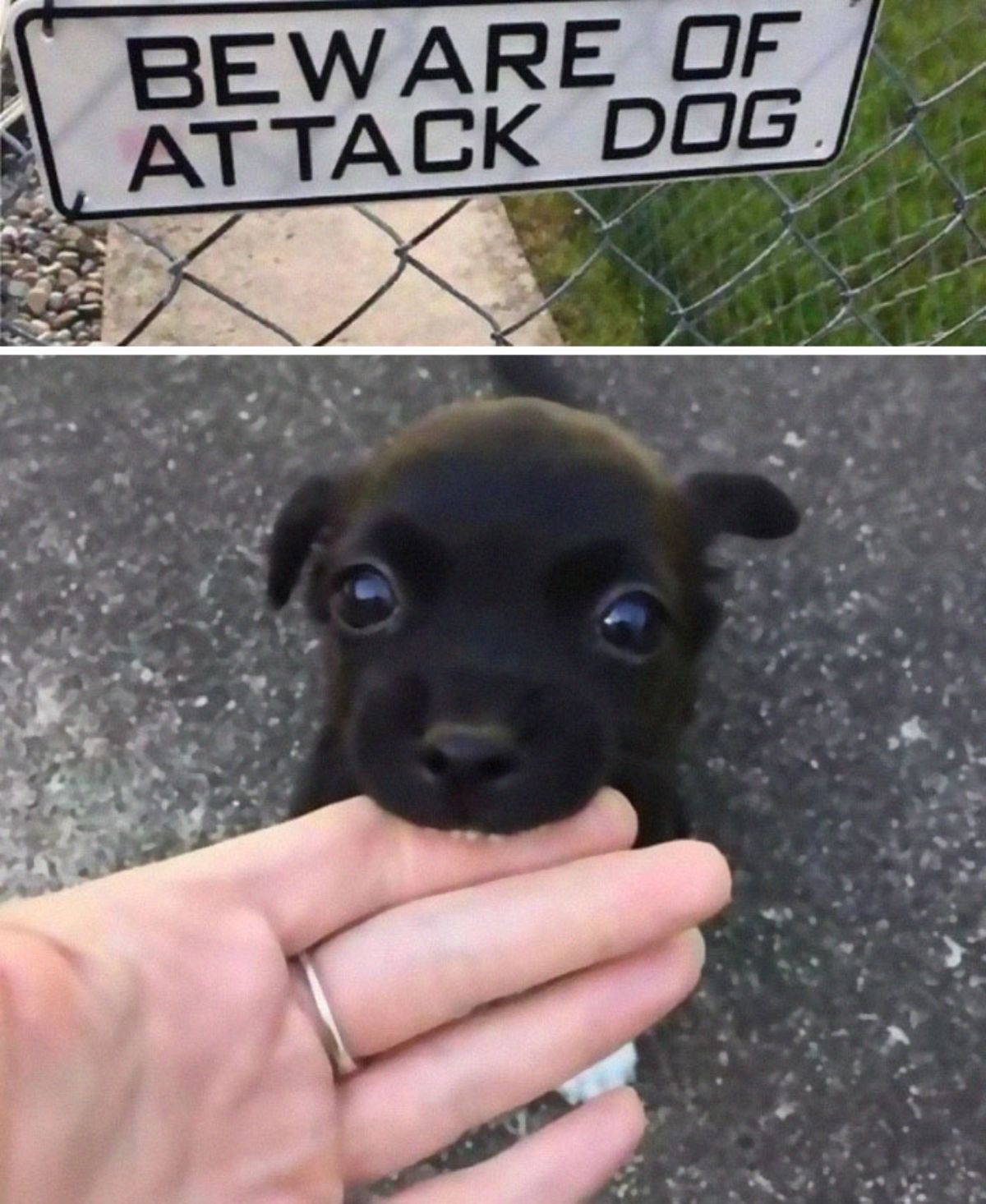 1 photo of a black and white sign saying BEWARE OF ATTACK DOG and 1 photo of a tiny black puppy biting someone's finger