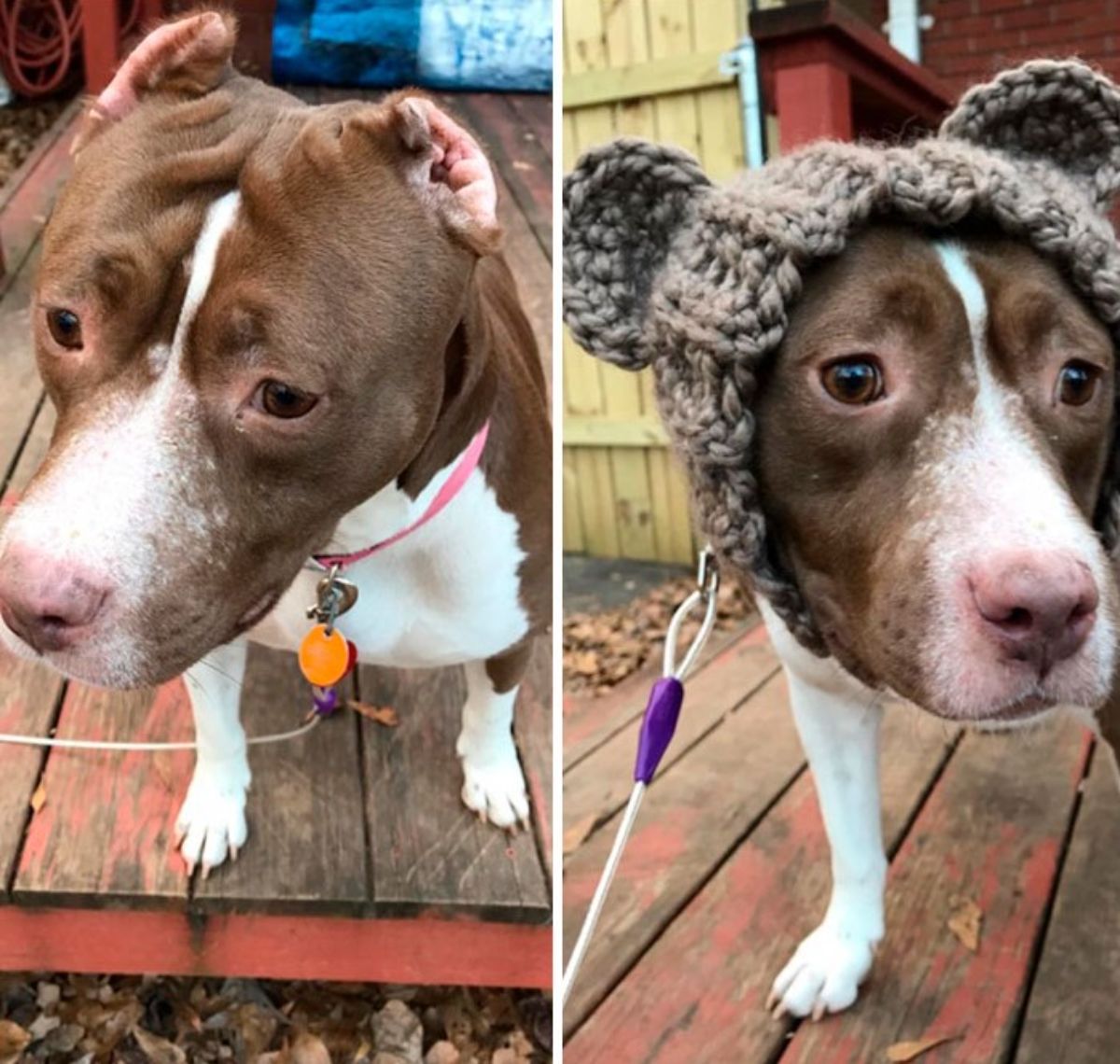 1 photo of a brown and white pitbull with no ears and 1 photo of grey knitted ears on a headband on the dog's head