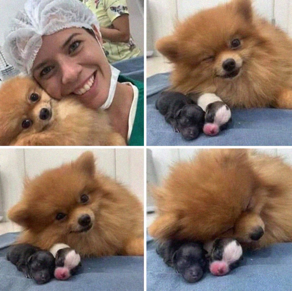 1 photo of a brown pomeranian with a vet and 3 photos of the same dog with 1 black and 1 black and white newborn puppies on a blue blanket
