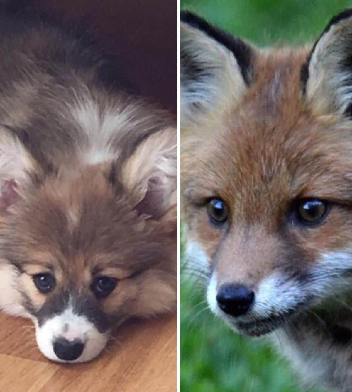 1 photo of a brown white and black fluffy dog laying on wooden floor and 1 photo of a red fox