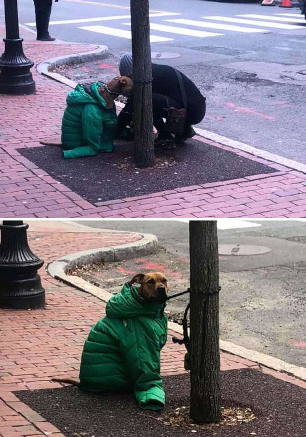 1 photo of a dog tied to a tree with a woman putting on a green coat on the dog and 1 photo of the dog sitting with the green coat