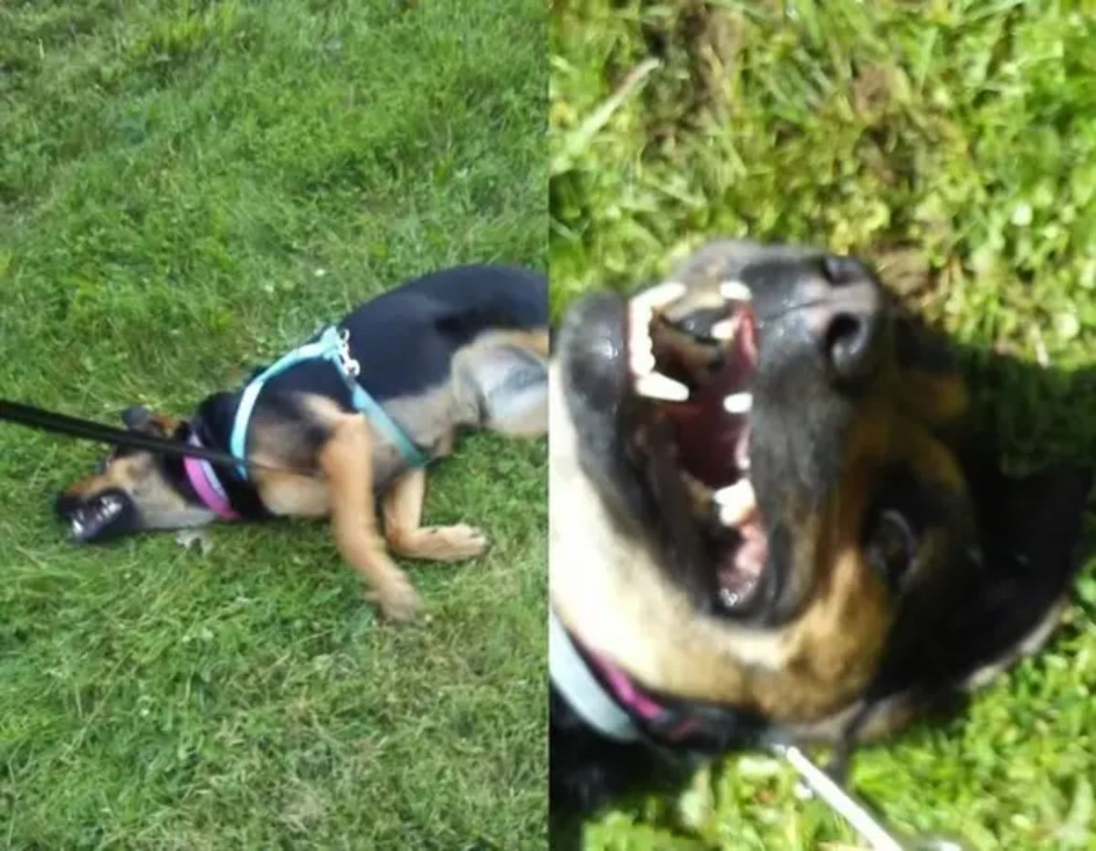 1 photo of a german shepherd laying on grass with mouth open in a smile and 1 photo of a close up of the face