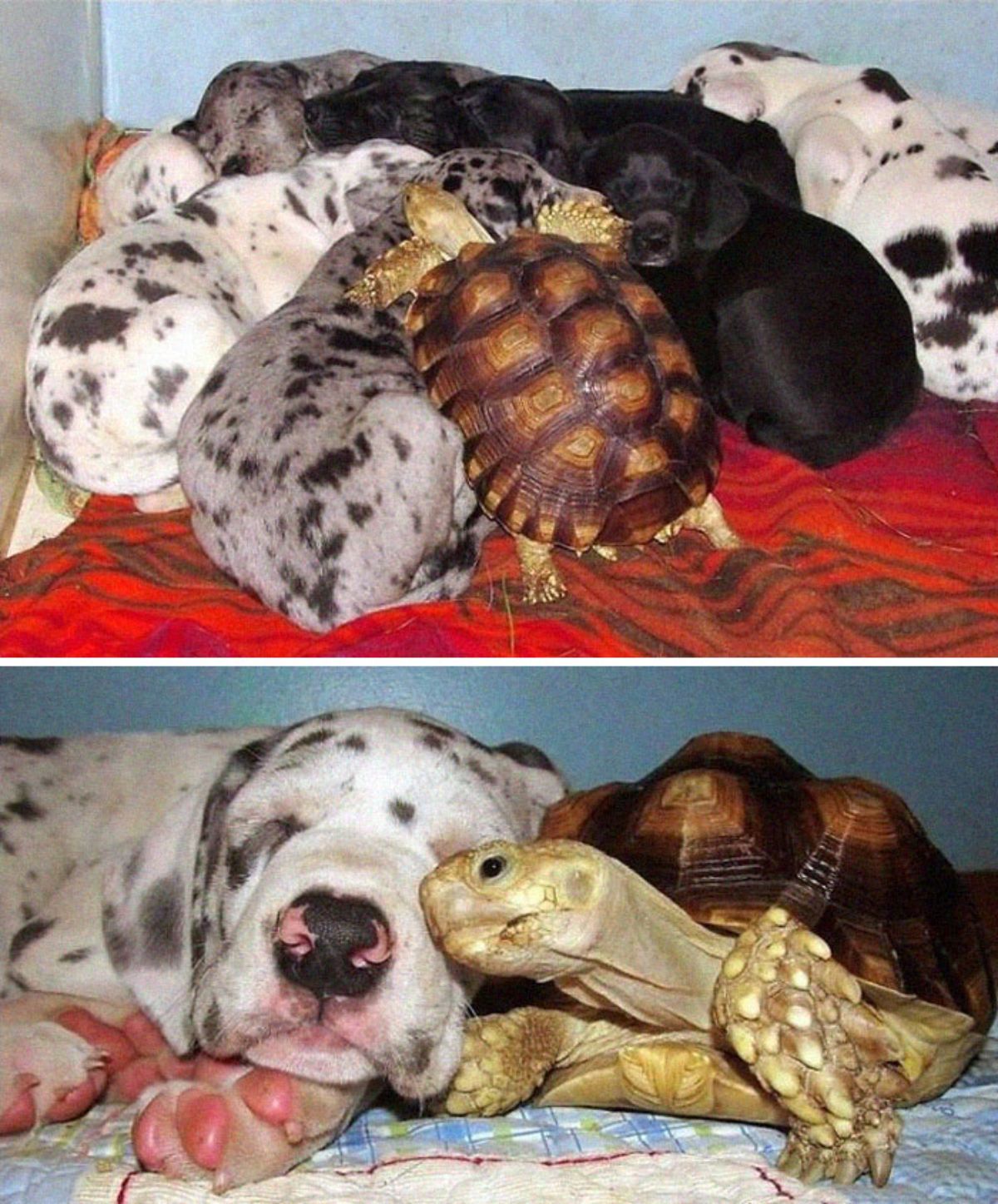 1 photo of a tortoise with 7 great dane puppies and 1 photo of the same tortoise with a grey and white great dane puppy