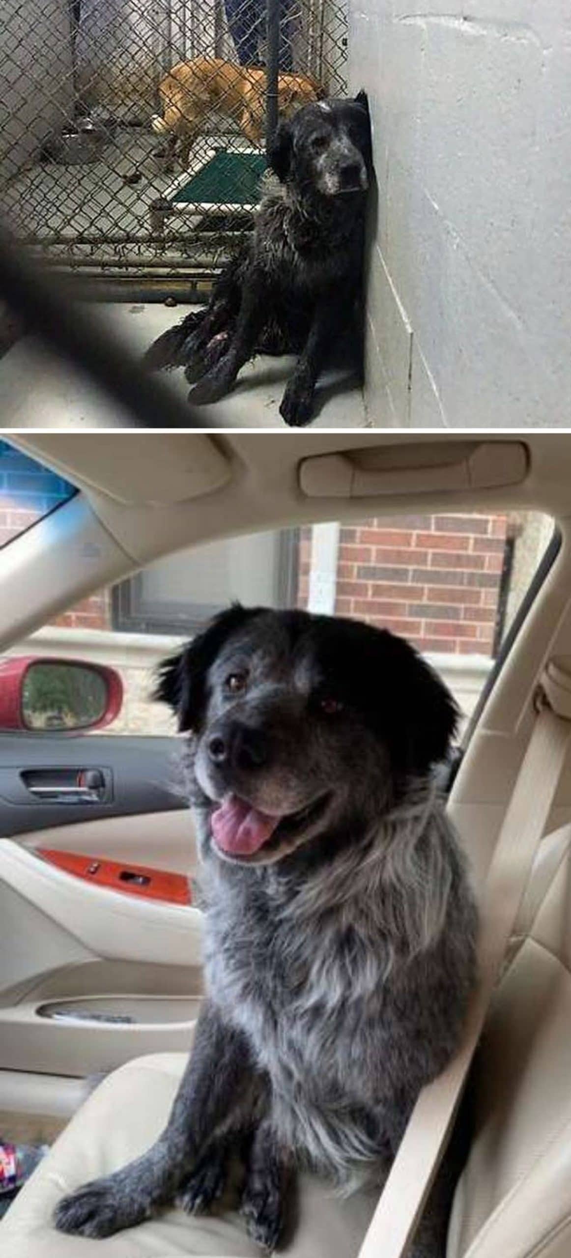 1 photo of an old black dog leaning against the wall sadly with another dog in another kennel behind and 1 photo of the old black dog smiling inside a car