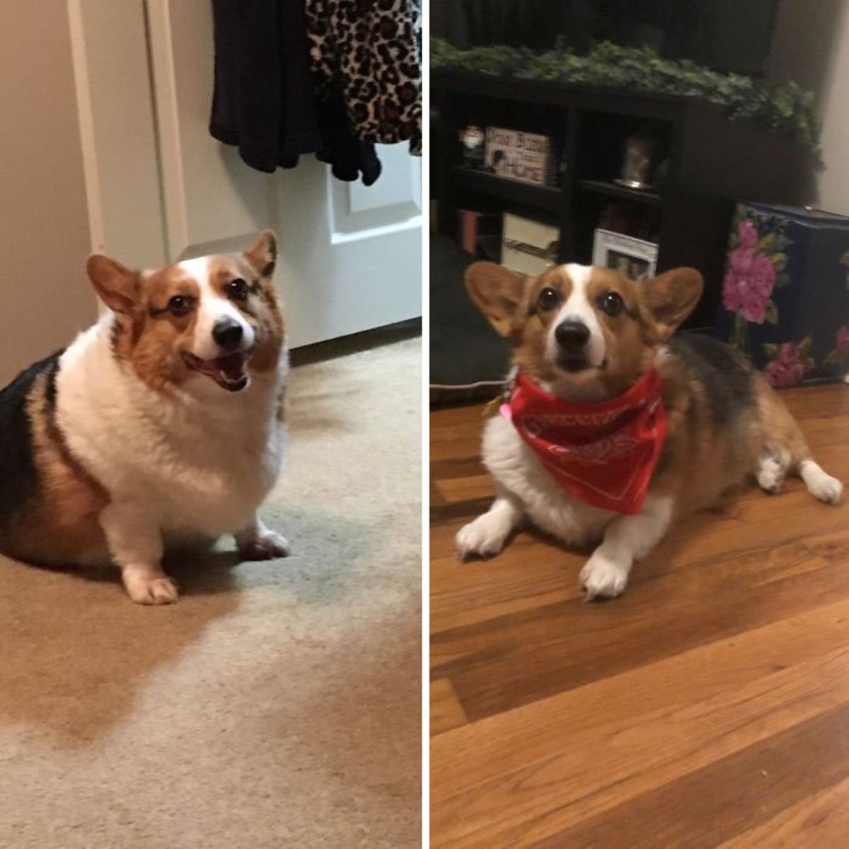 1 photo of an overweight brown black and white corgi sititng on the floor and 1 photo of the same dog after losing weight
