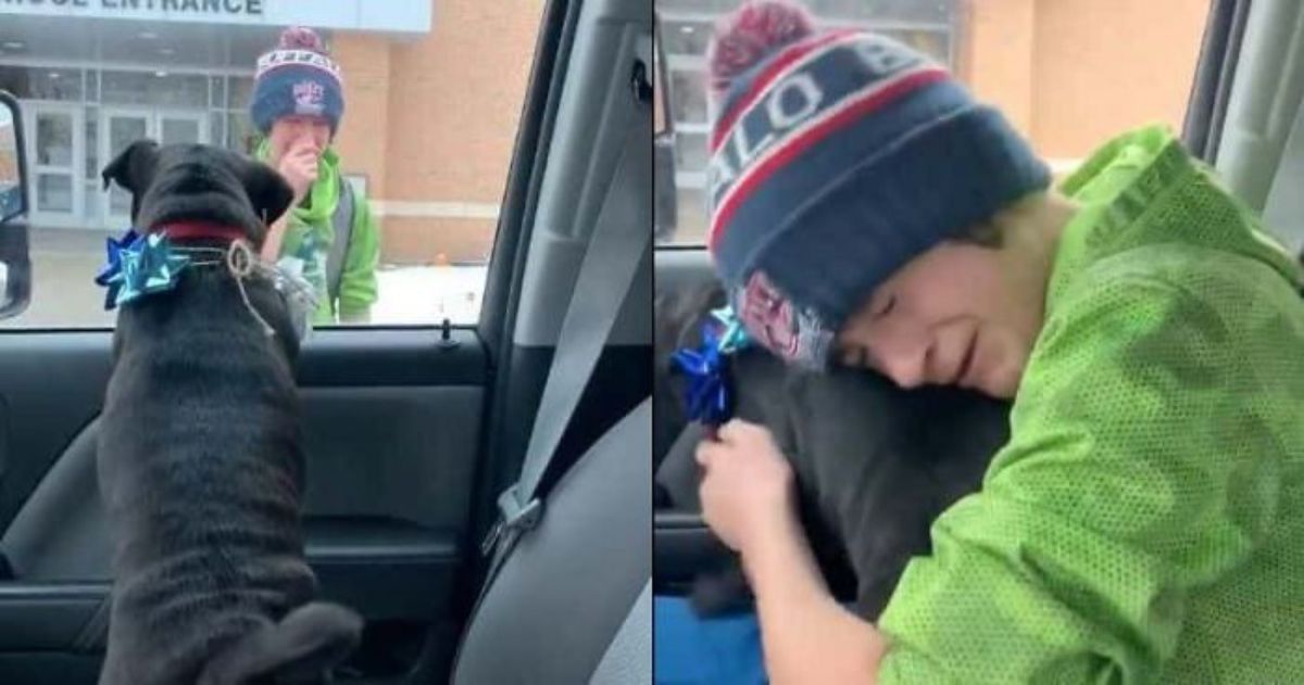 1 photo of black dog inside a car with a boy in green crying outside and 1 photo of the boy inside the car crying and hugging the dog