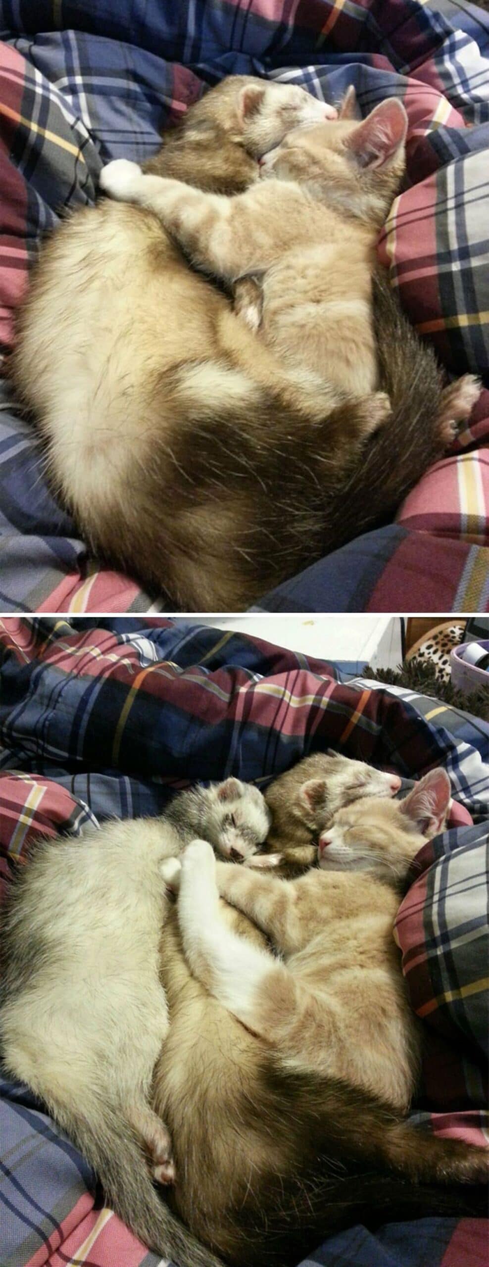 1 photo of brown and black ferret cuddling and sleeping with orange kitten on a bed and 1 photo of 2 brown and black ferrets cuddling with the kitten
