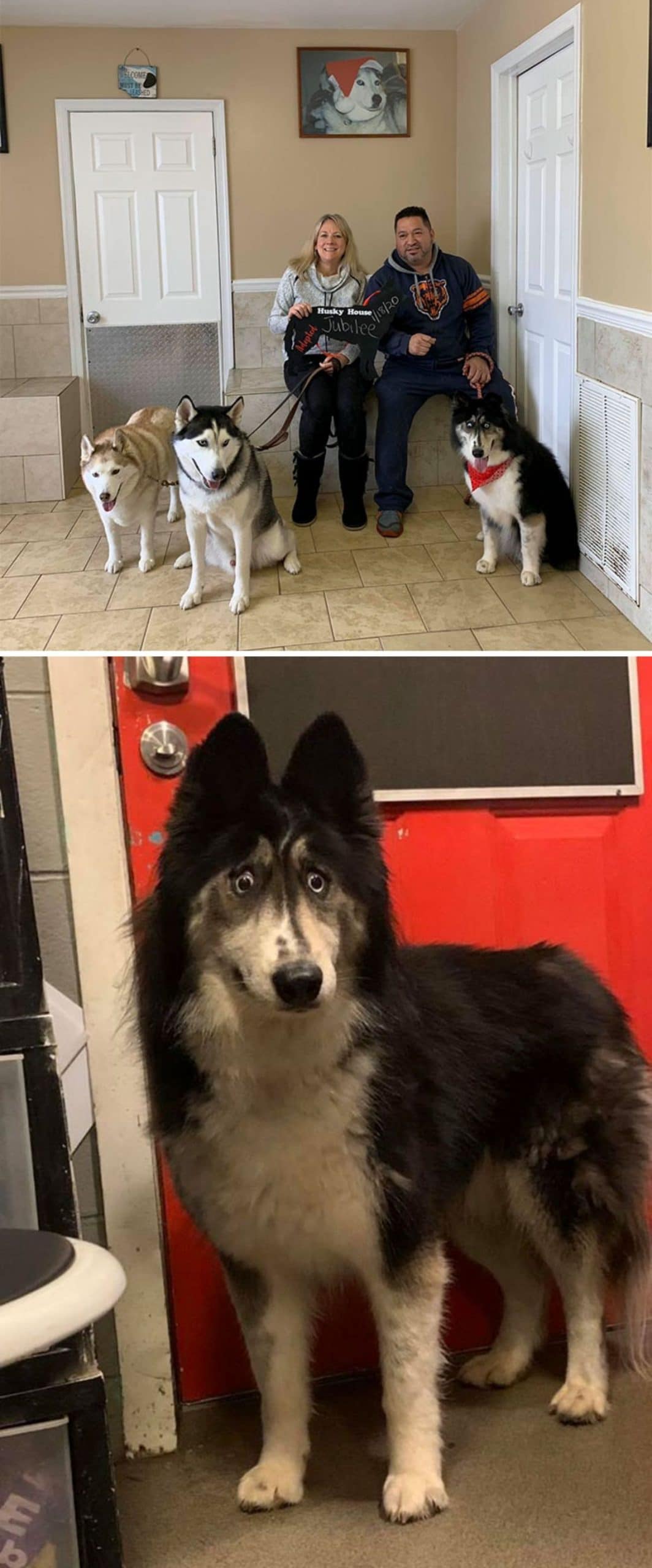 1 photo of brown and white & black and white huskies held by a woman and black and white dog held by a man and 1 photo of the third dog