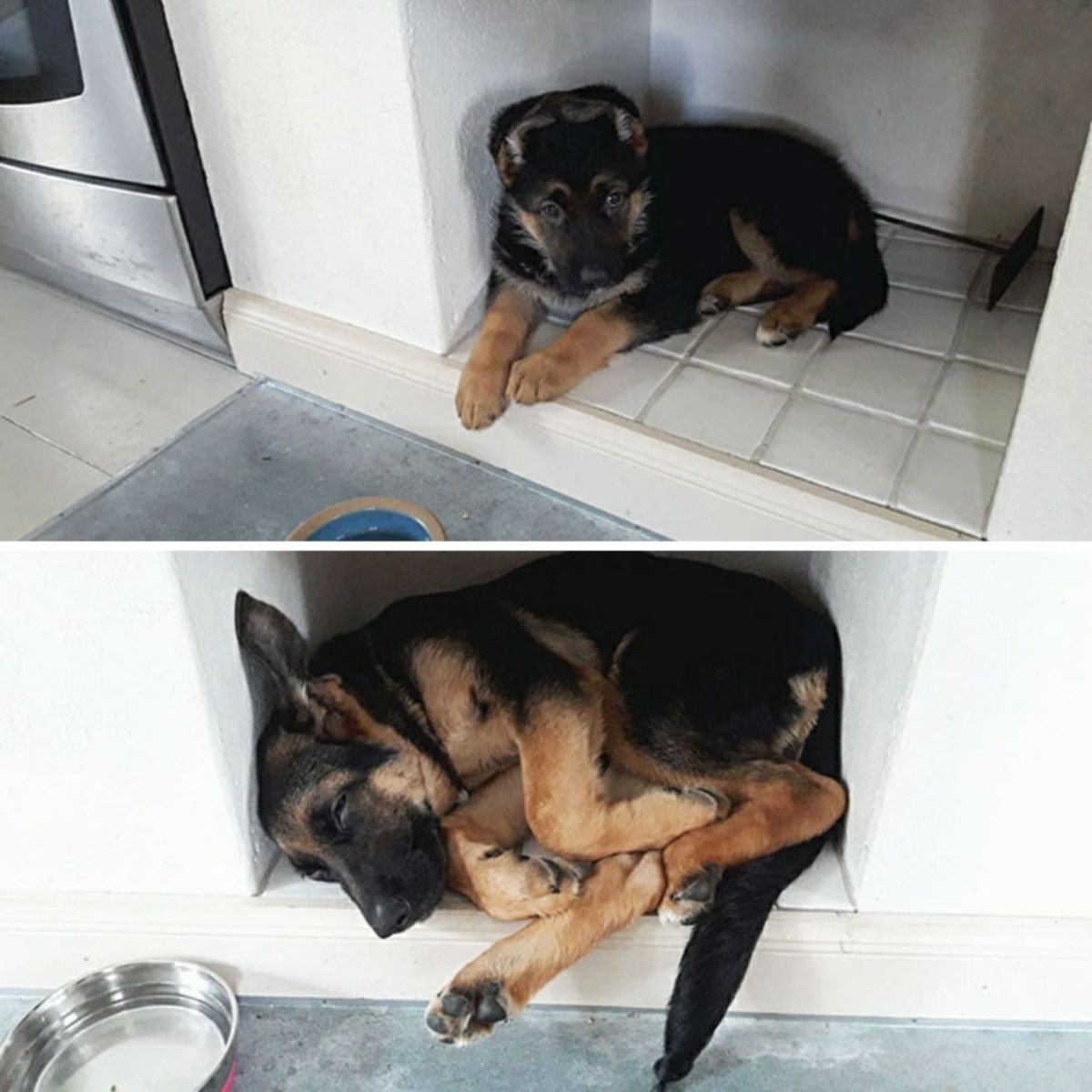 1 photo of german shepherd puppy fititng into a small white space in a wall and 1 photo of the same dog grown dog sleeping all squished in there
