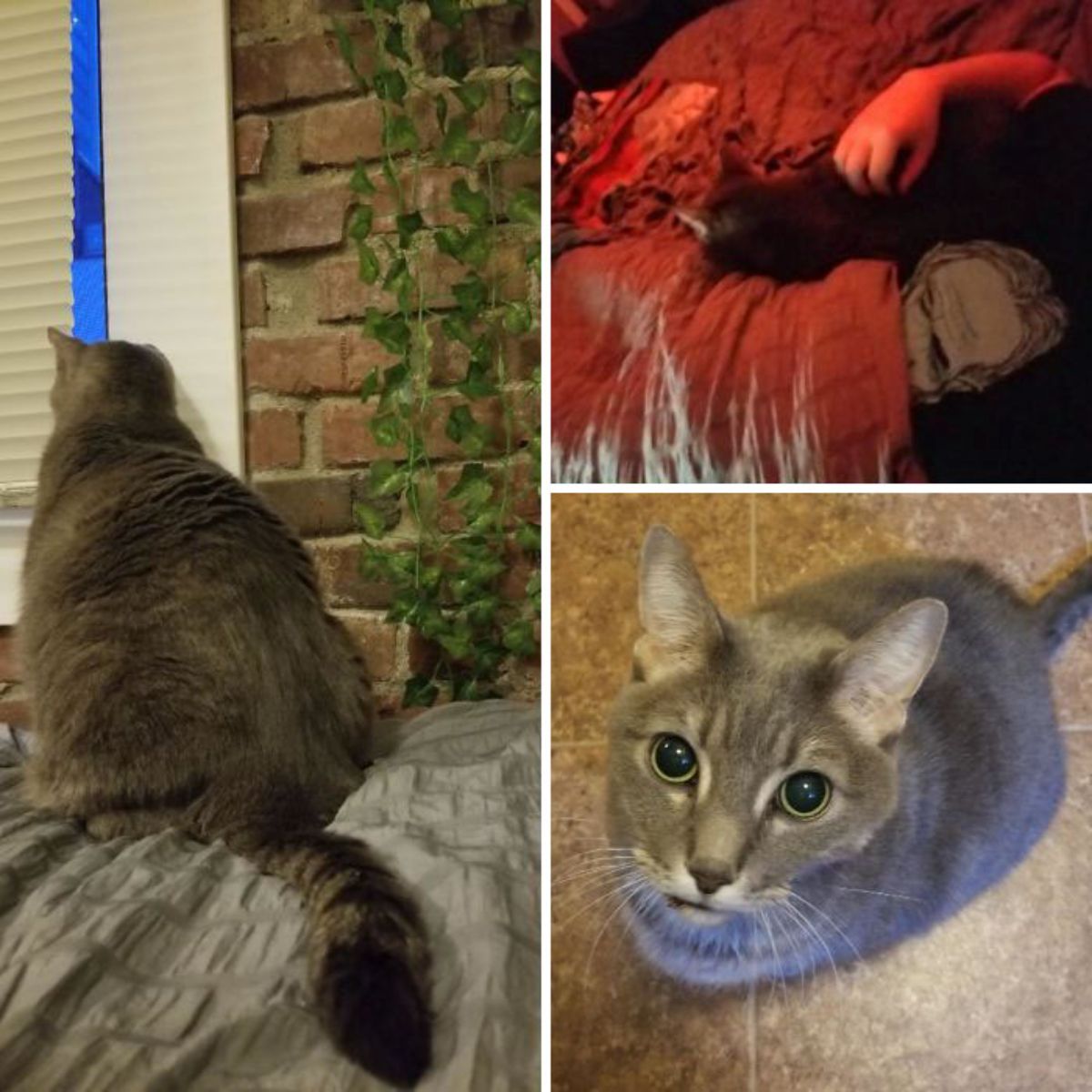 1 photo of the back of grey cat, 1 photo of the grey cat on a red bed getting petted, 1 photo of the grey cat sitting and looking up