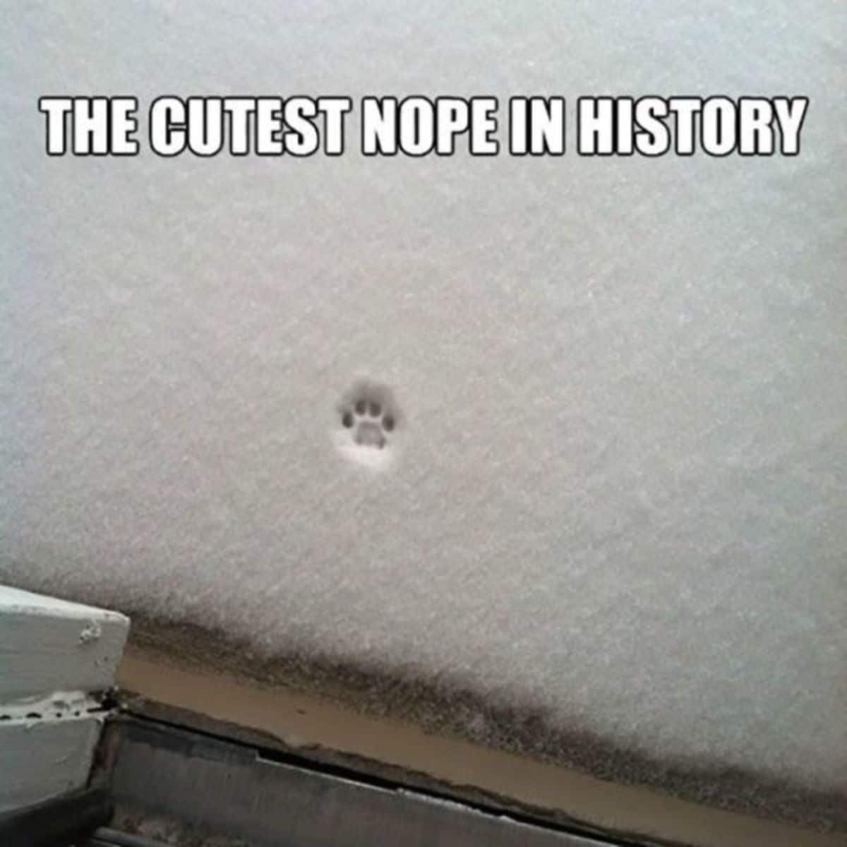 1 small paw print in snow outside a door