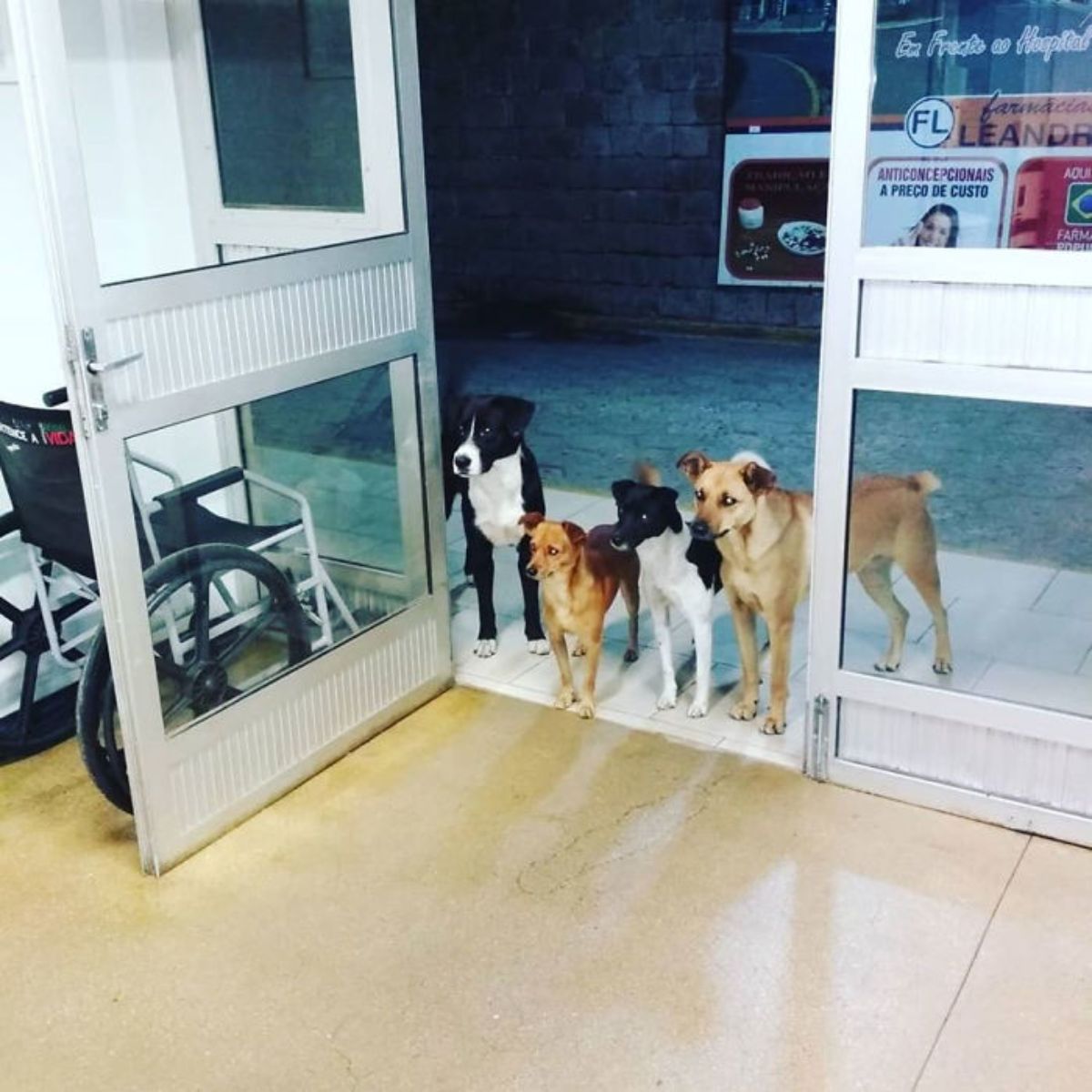 2 black and white dogs and 2 brown dogs standing at a hospital entrance looking in