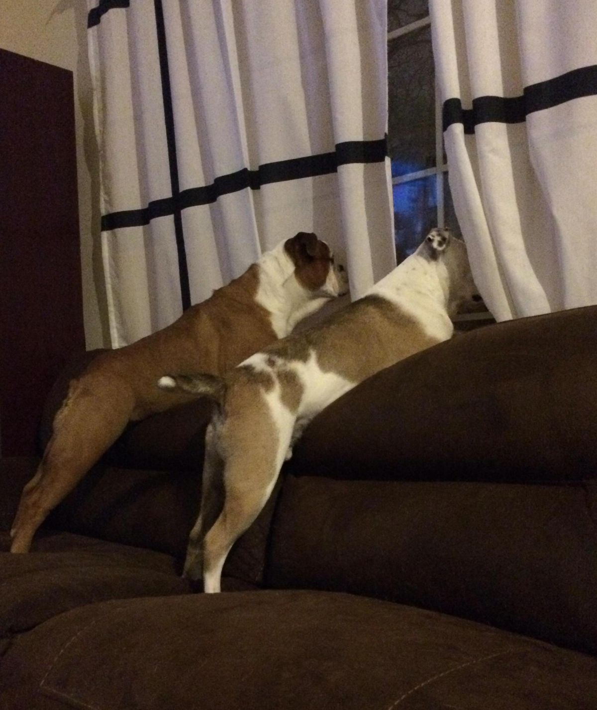 2 brown and white bulldogs standing with hind legs on brown sofa and one dog is looking out the window and the other one staring at a white curtain