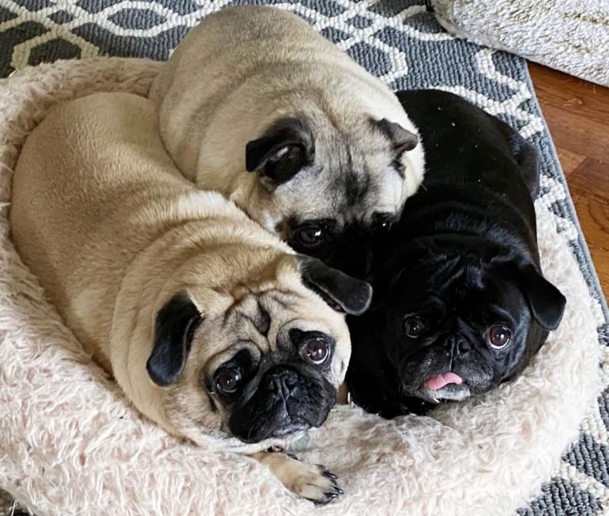 2 brown pugs and 1 black puh all laying together ion a small beige dog bed with 1 brown pug on both dogs