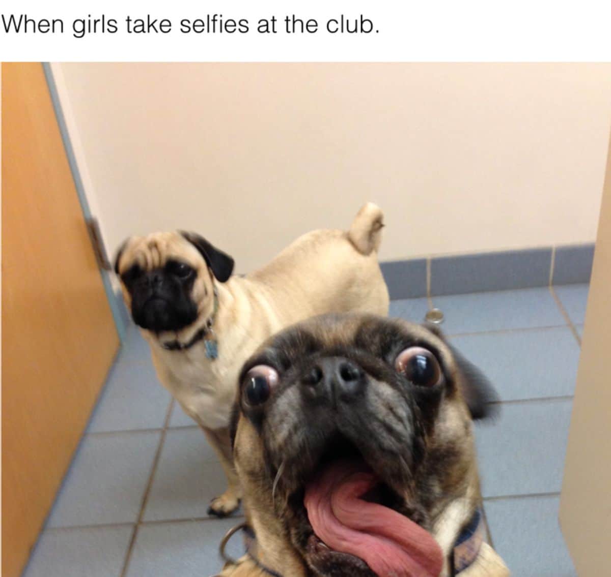 2 brown pugs with the one in the front close to the camera with the mouth open and tongue hanging out