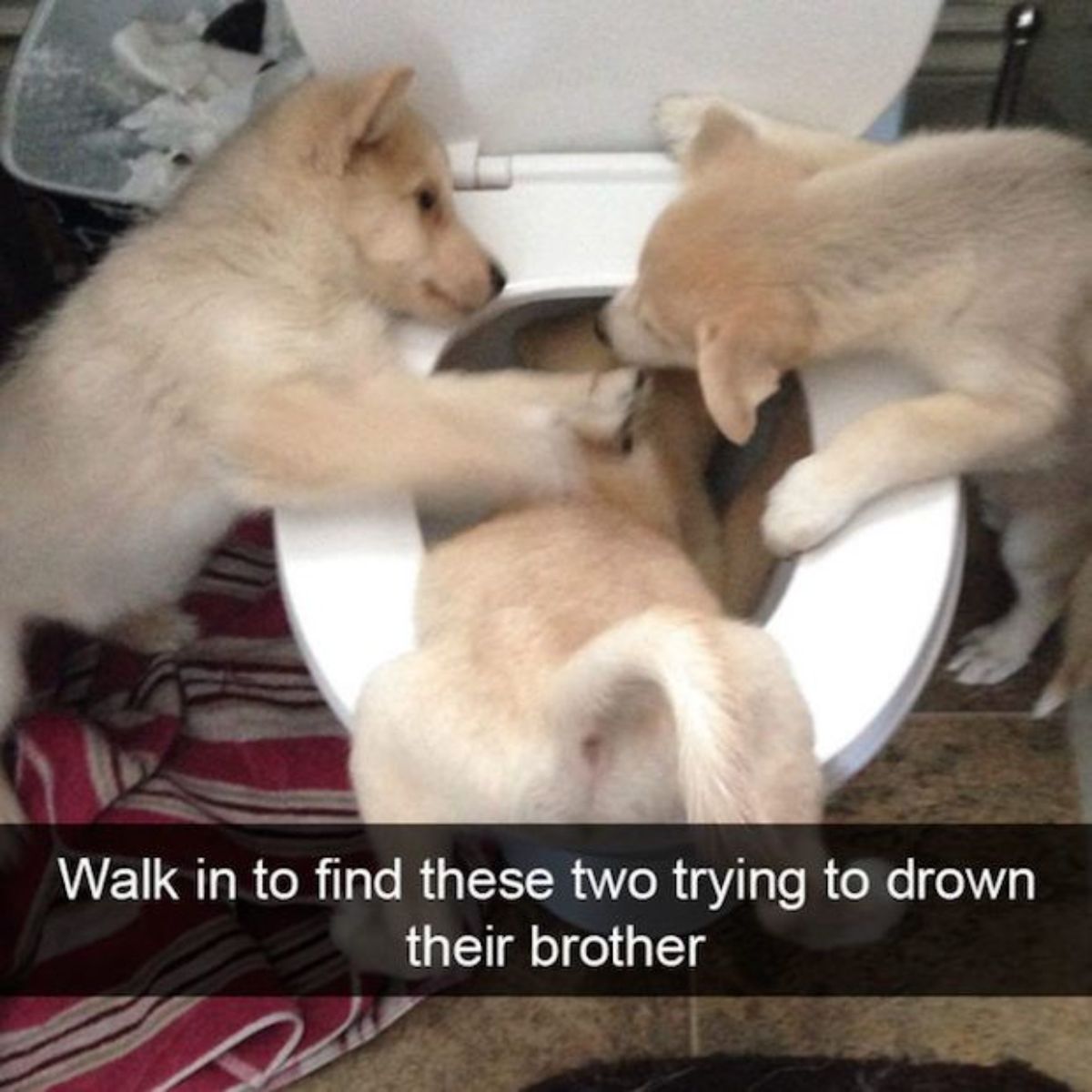 2 brown puppies pushing another puppy into a toilet with a caption saying walk in to find these two trying to drown their brother