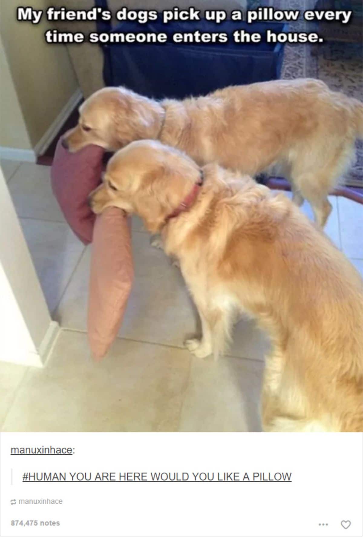 2 golden retrievers holding a brown and orange pillow each