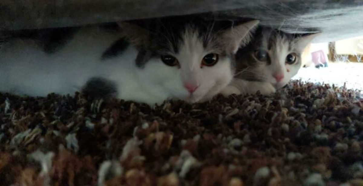 2 grey and white kittens under a sofa laying down on a brown carpet