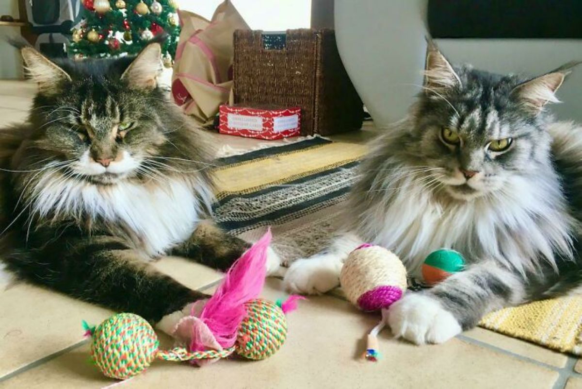 2 grey black and white maine coons laying on the floor with cat toys