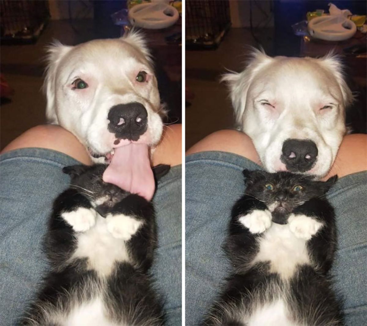2 photos of a black and white cat laying belly up on someone's lap and a white dog licking the cat on the head and face