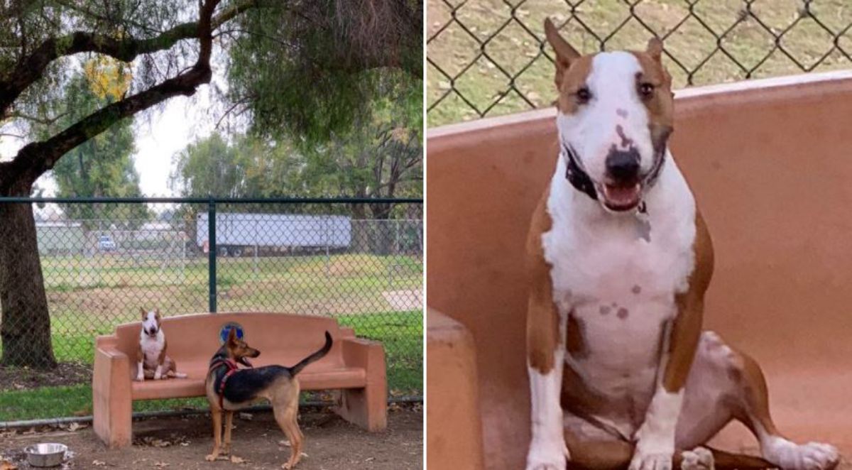 2 photos of a brown and white bull terrier sitting on a brown bench next to brown and black do standing on the ground