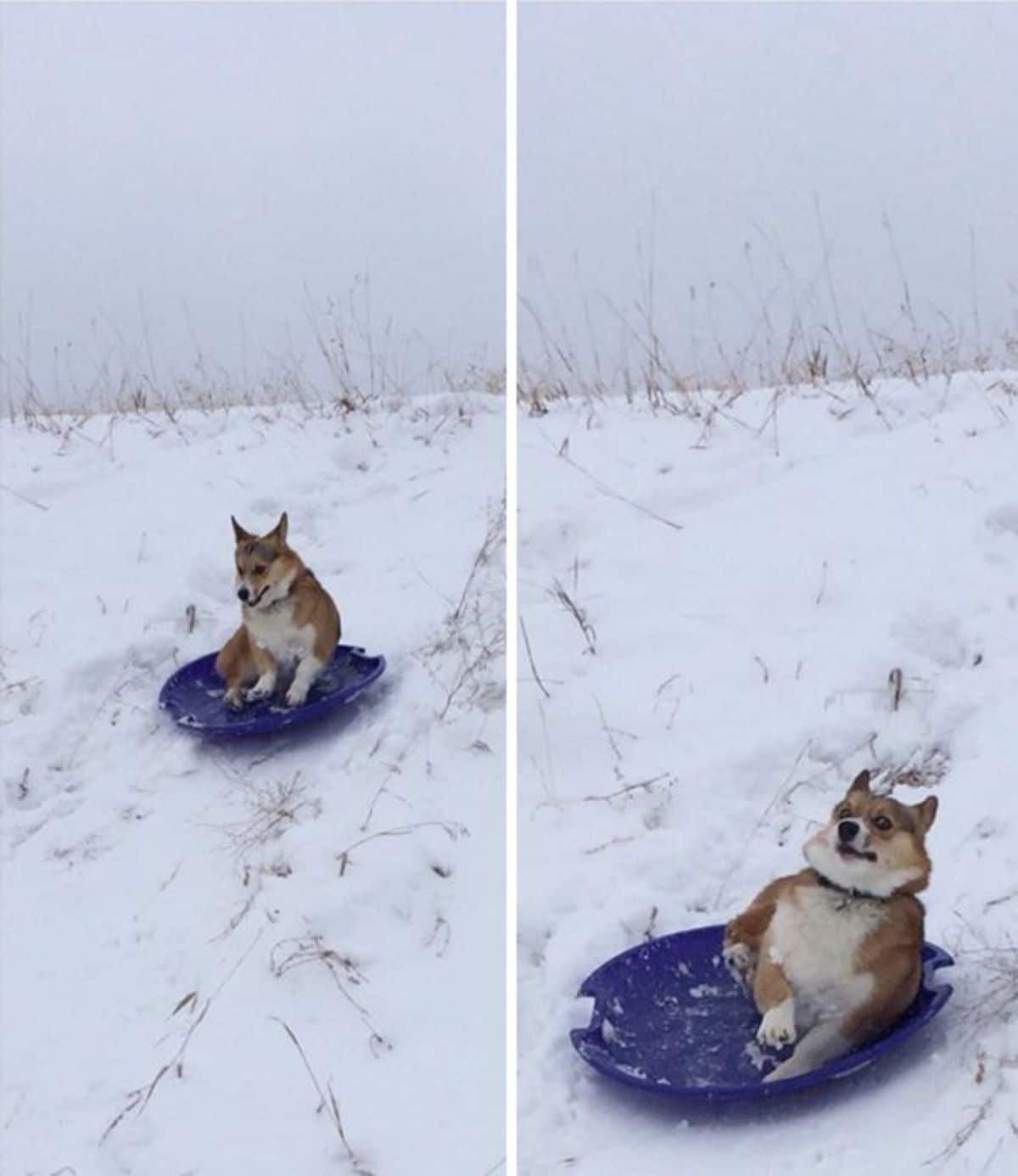 2 photos of a brown and white corgi sliding down a snowy hill on a circular purple slide and looking alarmed