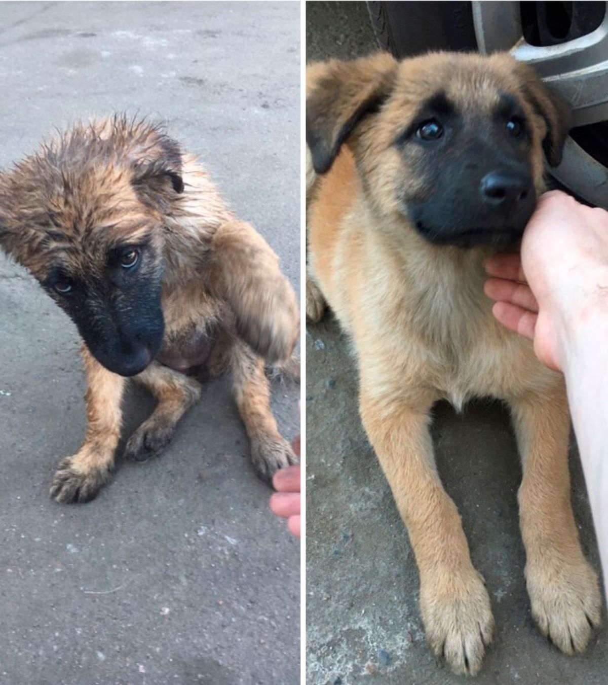 2 photos of a brown puppy on a road and inside a car